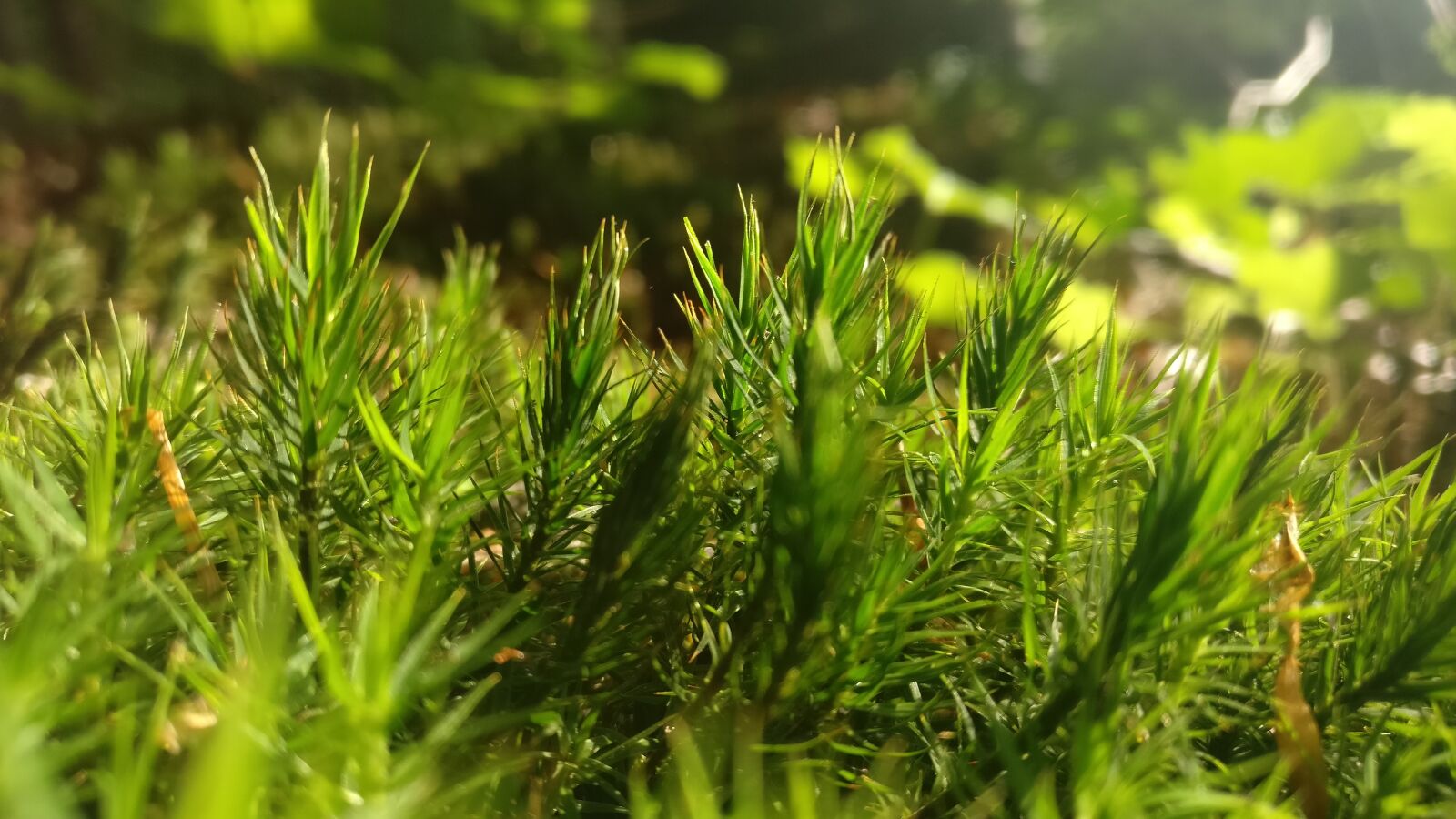 OnePlus A3003 sample photo. Moss, nature photography