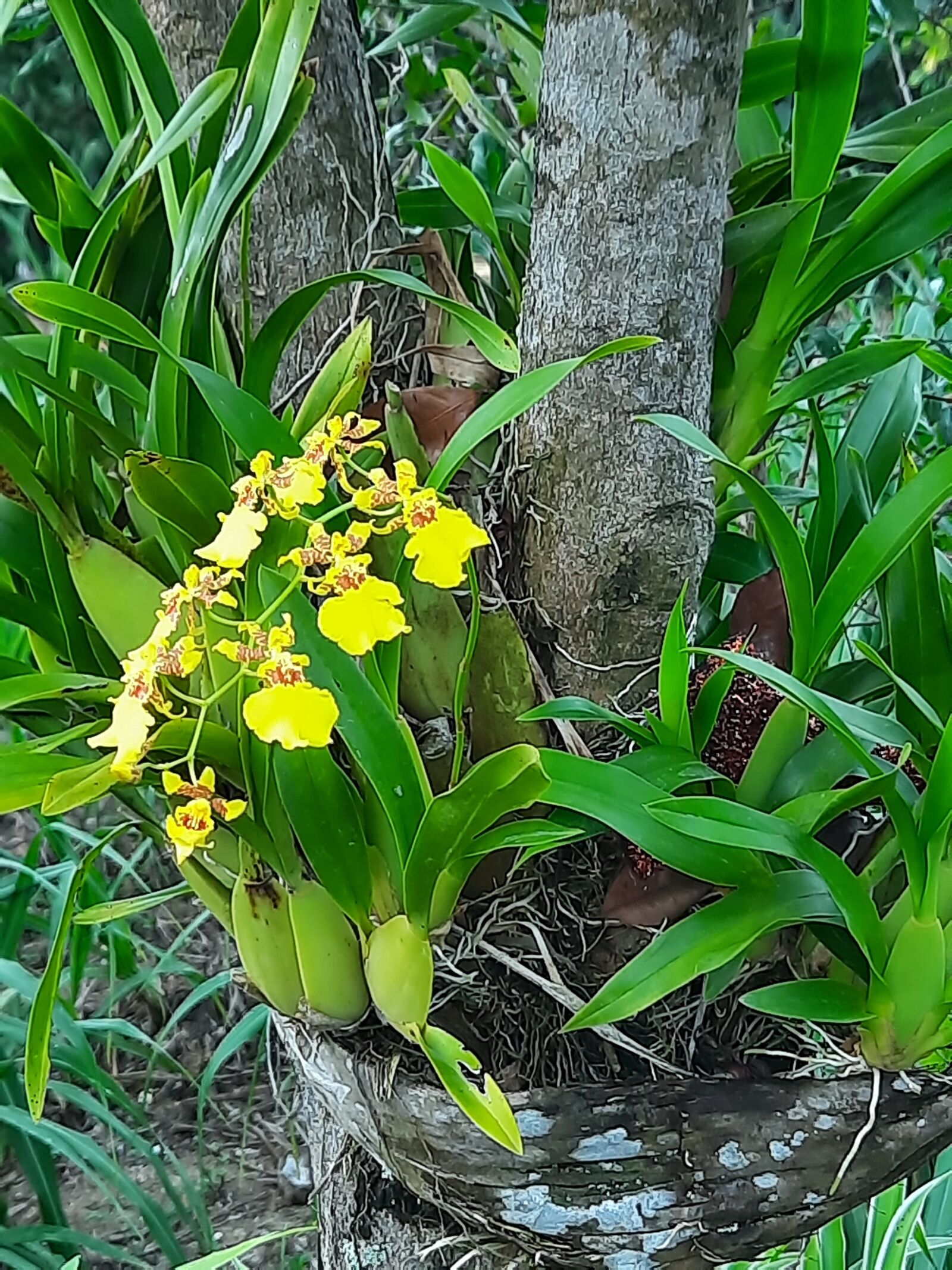 Samsung SM-M215F sample photo. Orchids, times, forest times photography