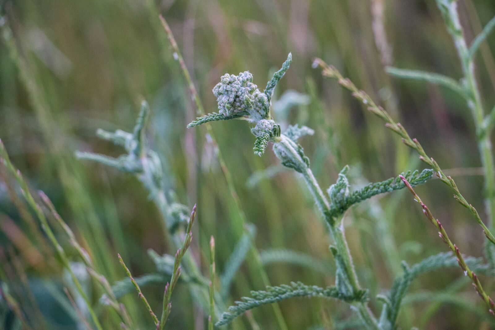 Canon EOS 70D sample photo. Plant, bush, leaves photography
