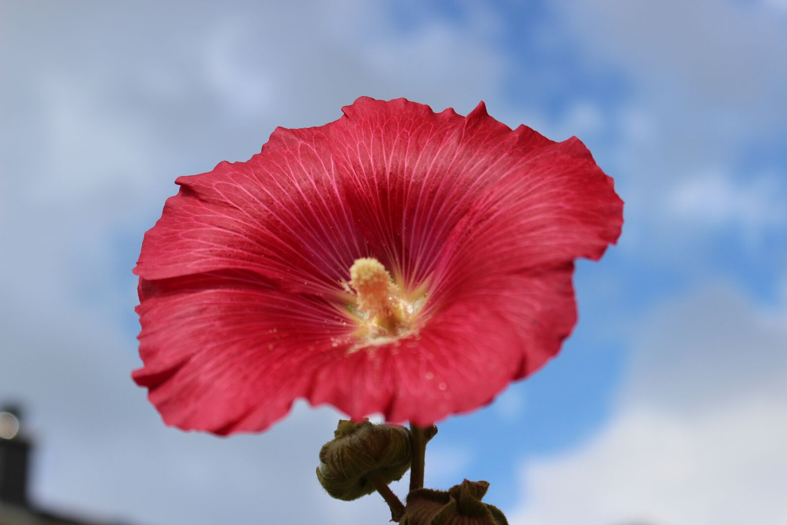 Canon EOS 600D (Rebel EOS T3i / EOS Kiss X5) sample photo. Stock rose, flowering mallow photography
