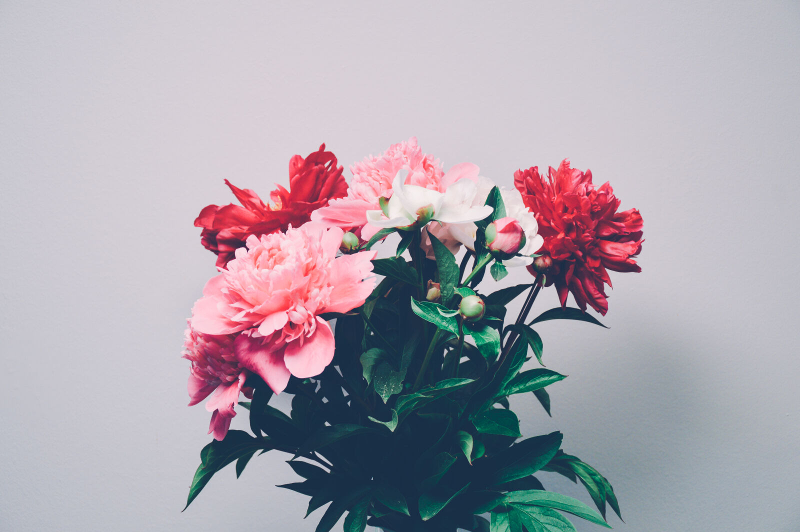 Nikon D3200 sample photo. Bulb, flowers, peonies, plant photography