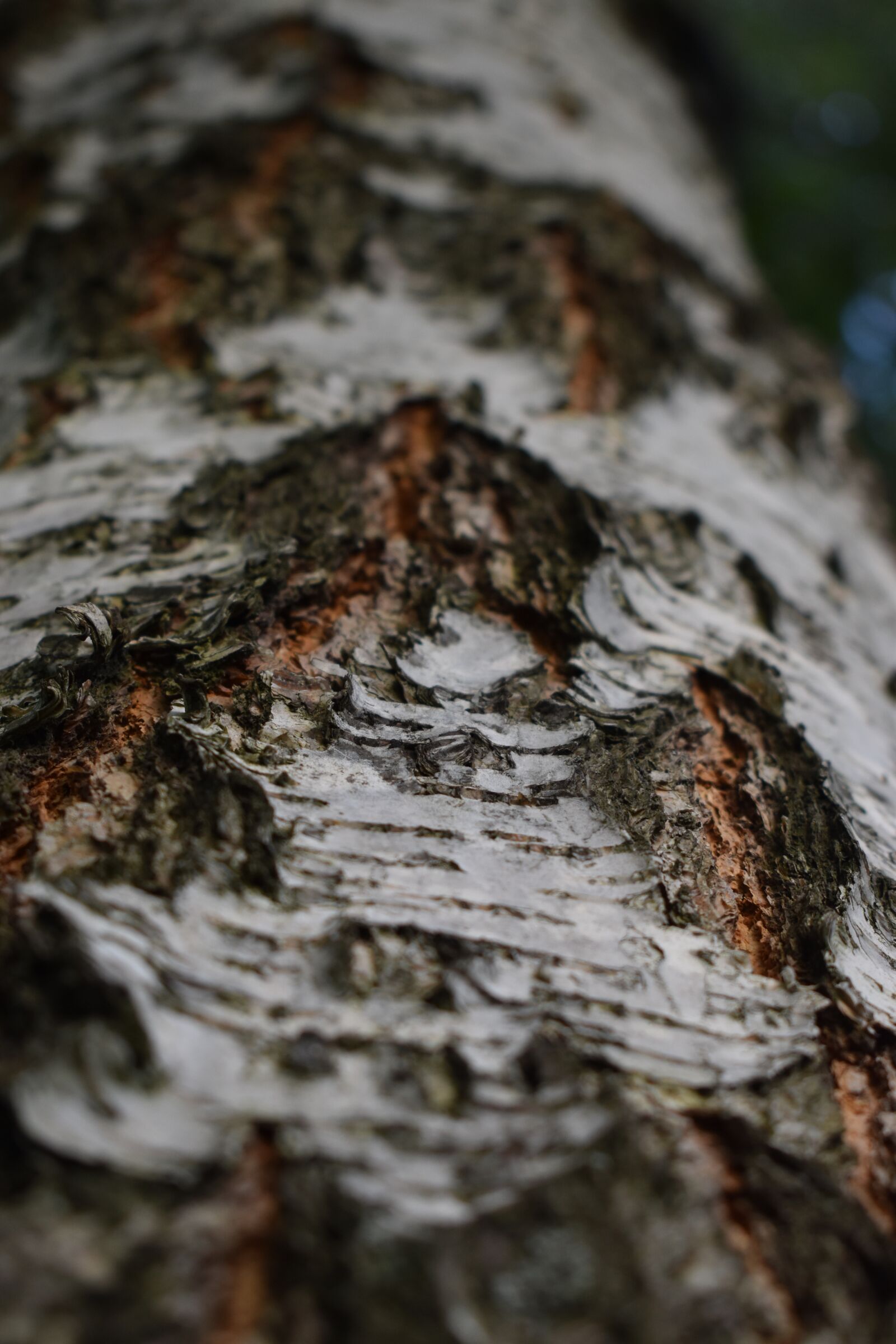 Nikon D3500 sample photo. Lichens, bark, tree photography