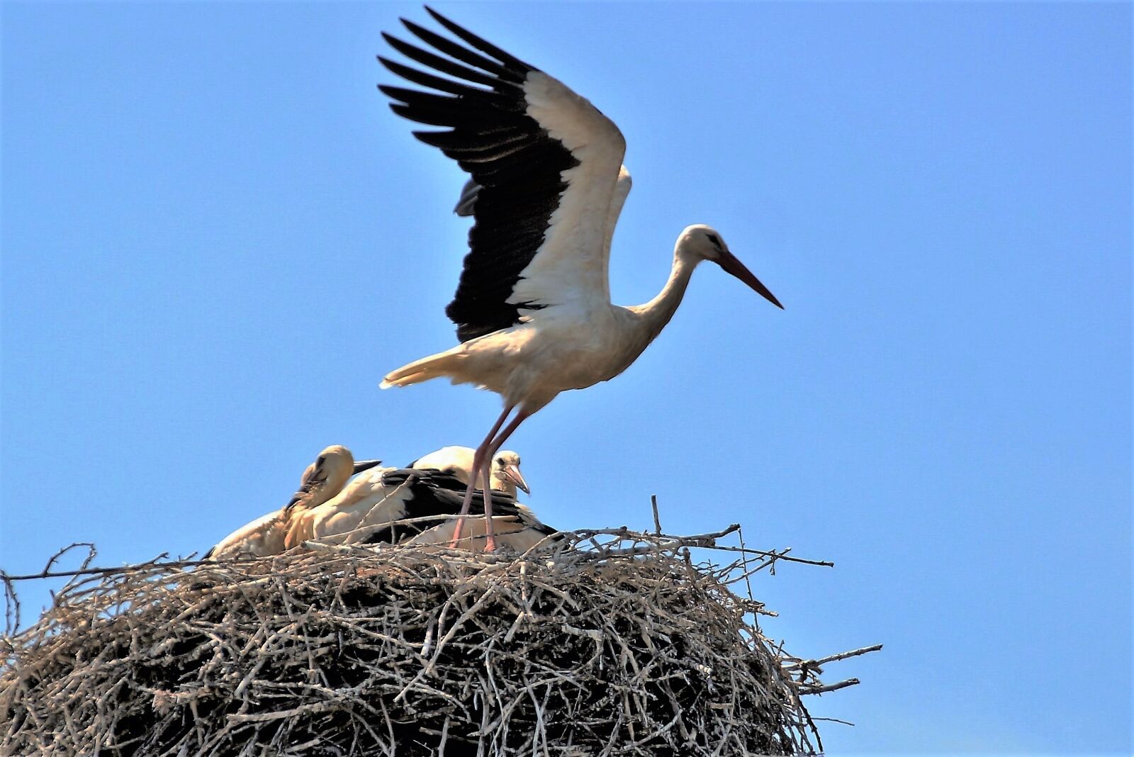 Sony SLT-A58 sample photo. Stork, nest, brood photography