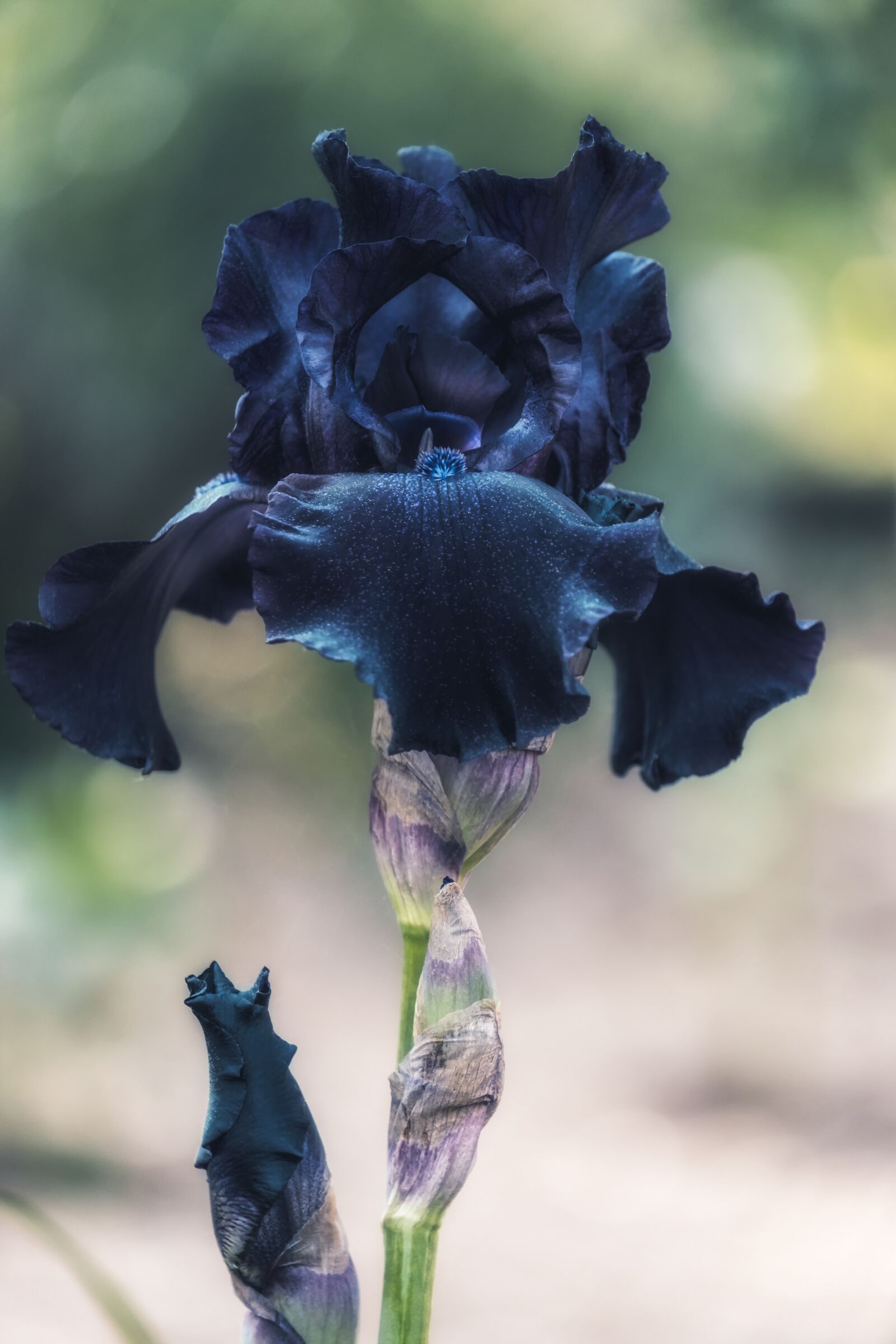 Fujifilm X-T30 sample photo. Iris, flower, blossomed photography