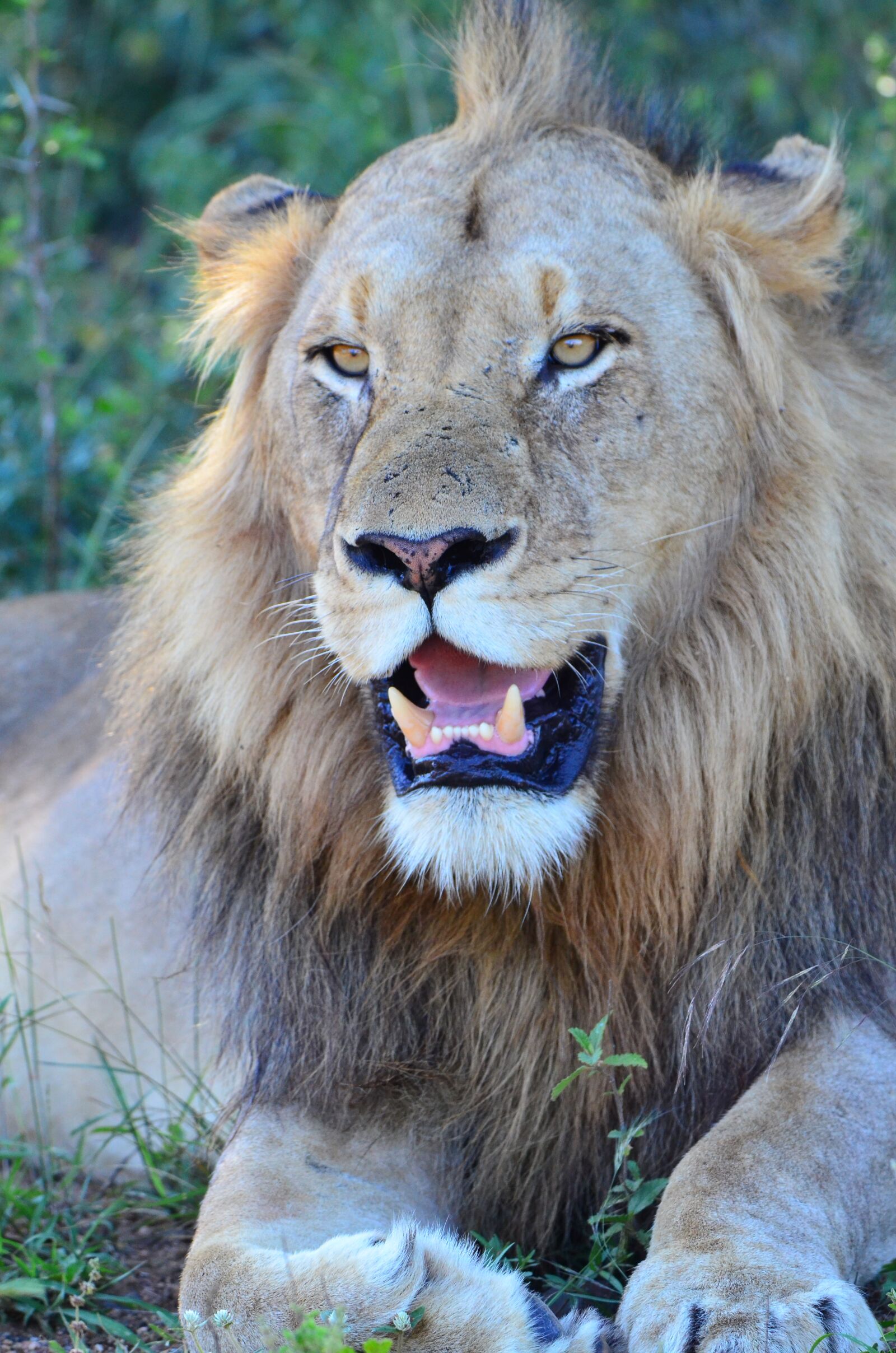 Nikon D7000 sample photo. Lion, safari, predator photography