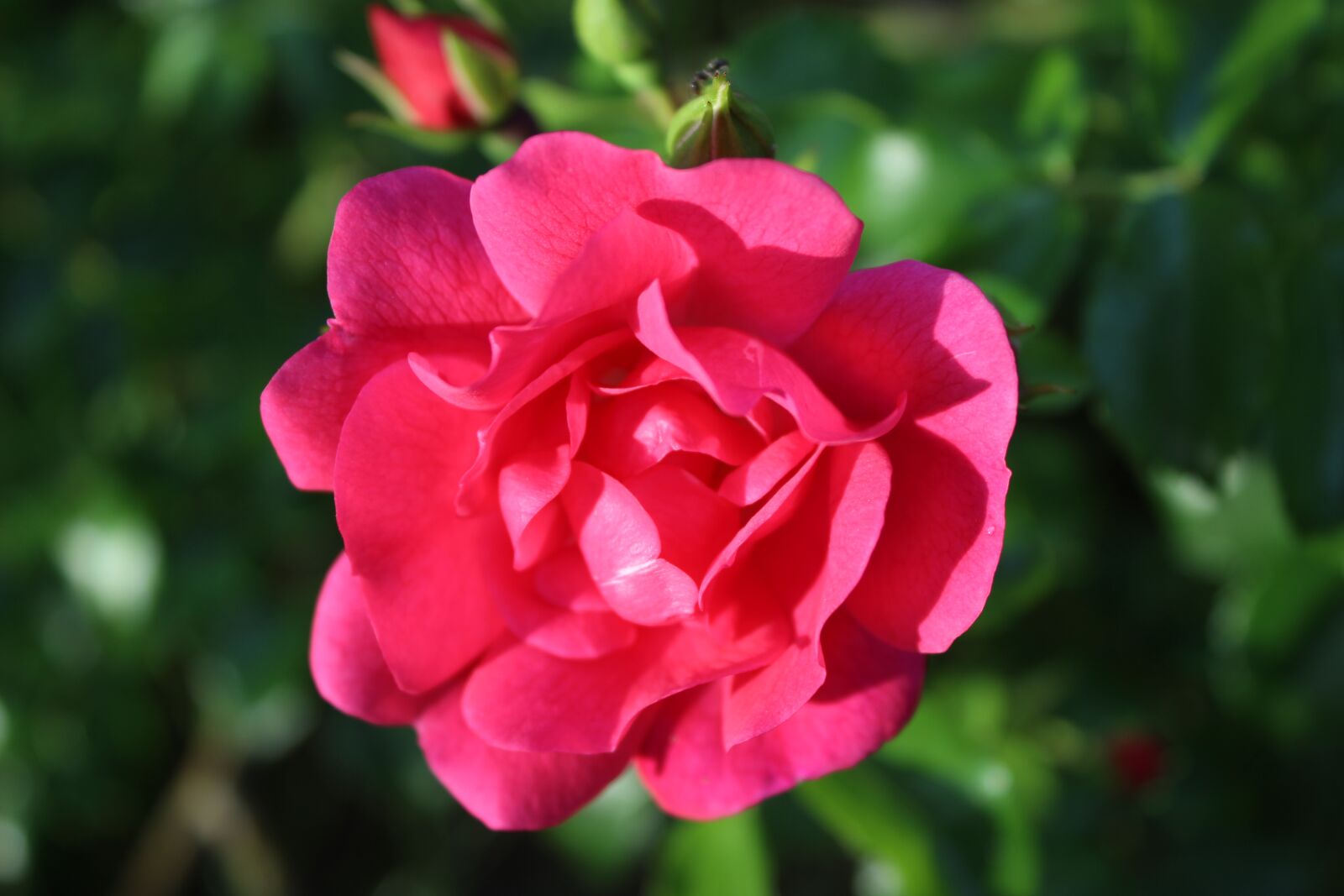 Canon EOS 600D (Rebel EOS T3i / EOS Kiss X5) sample photo. Rosa, flowers, fuchsia photography