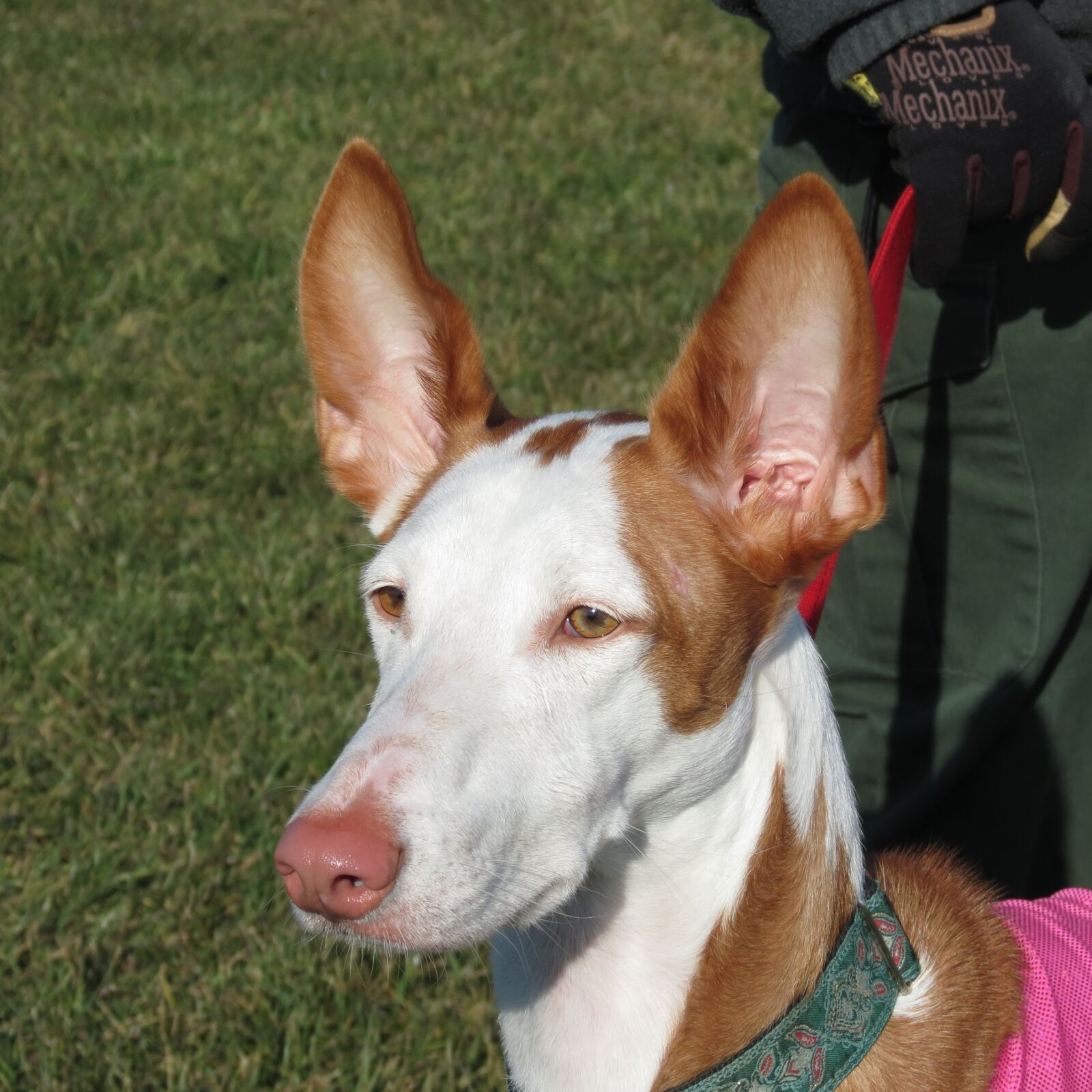 Canon PowerShot SX40 HS sample photo. Ibizan hound, dog, ibizan photography