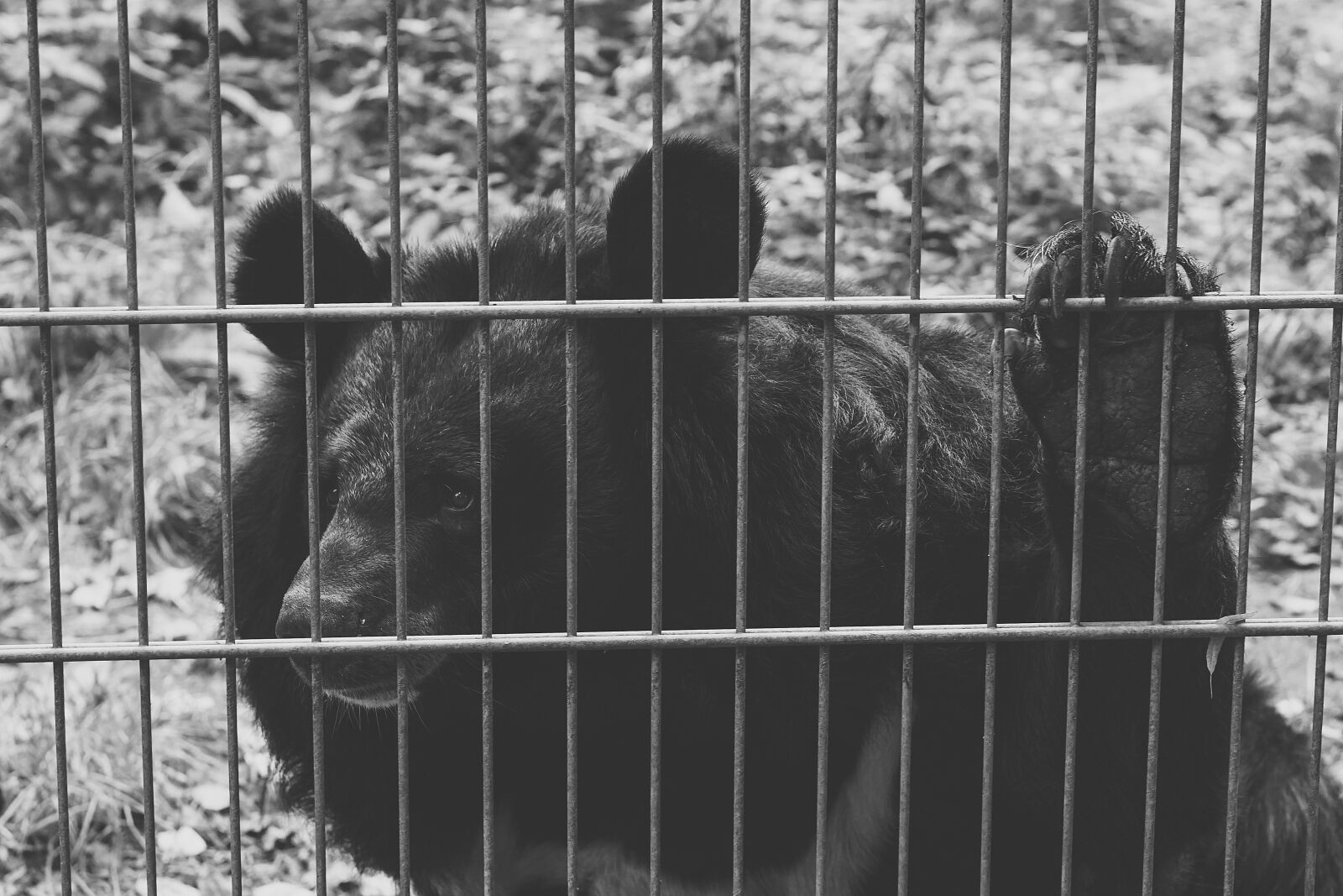 E 50mm F1.8 OSS sample photo. Bear, black, captivity photography