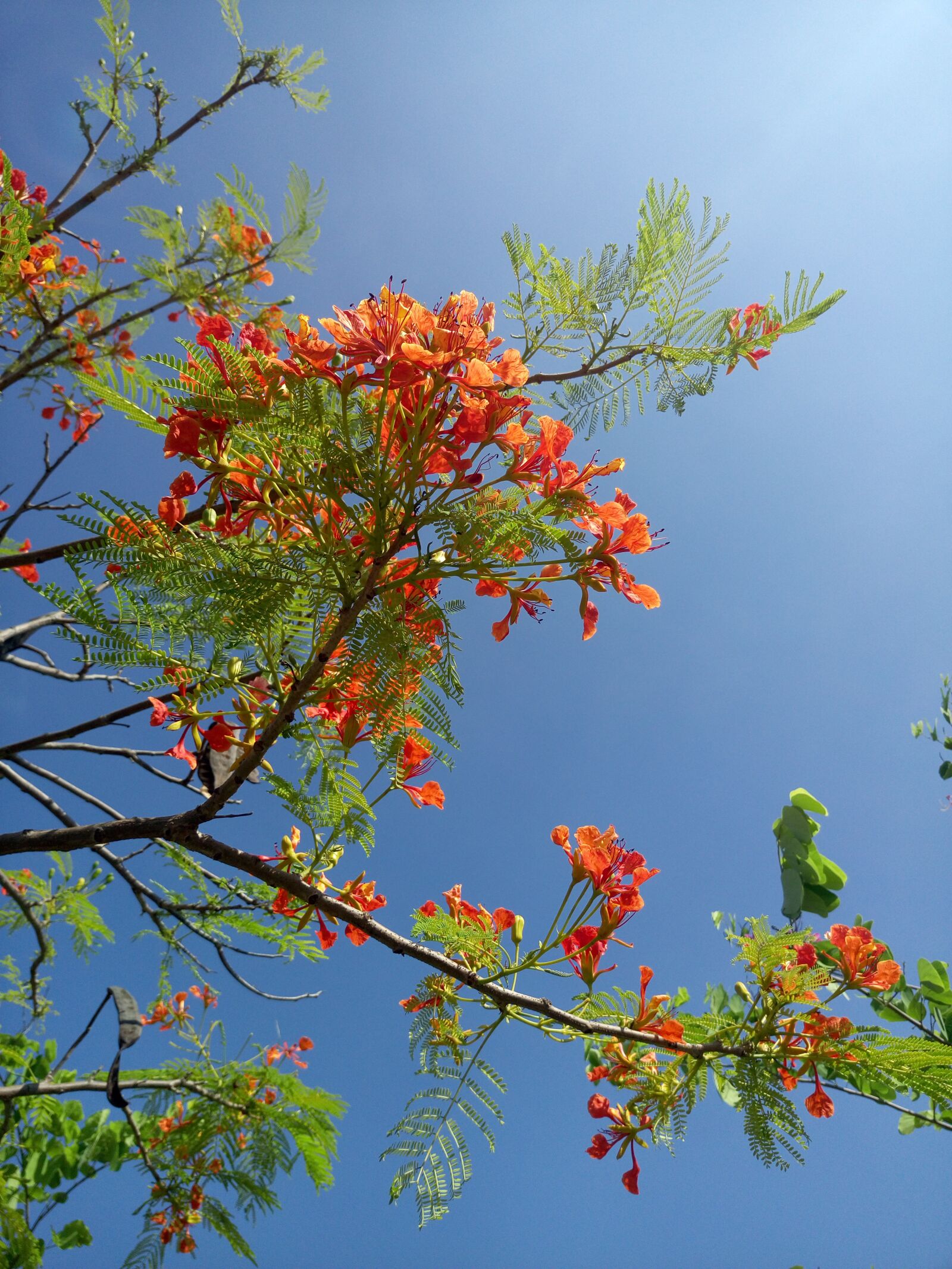 Meizu MX5 sample photo. Phoenix flower, blue sky photography