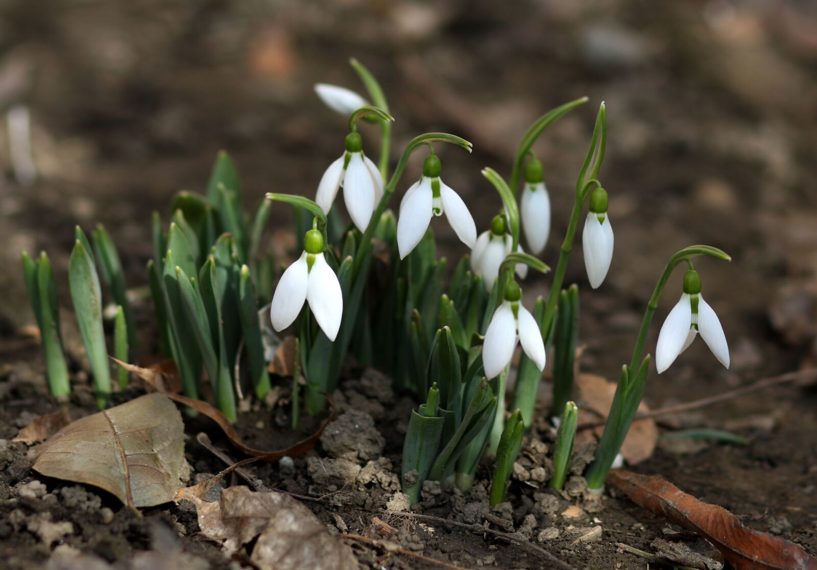 Canon EF 85mm F1.8 USM sample photo. Snowdrops, flower, white photography