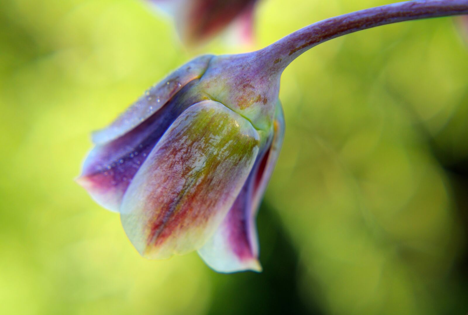 Canon EOS 2000D (EOS Rebel T7 / EOS Kiss X90 / EOS 1500D) sample photo. Nectaroscordum, sicilian honey lily photography
