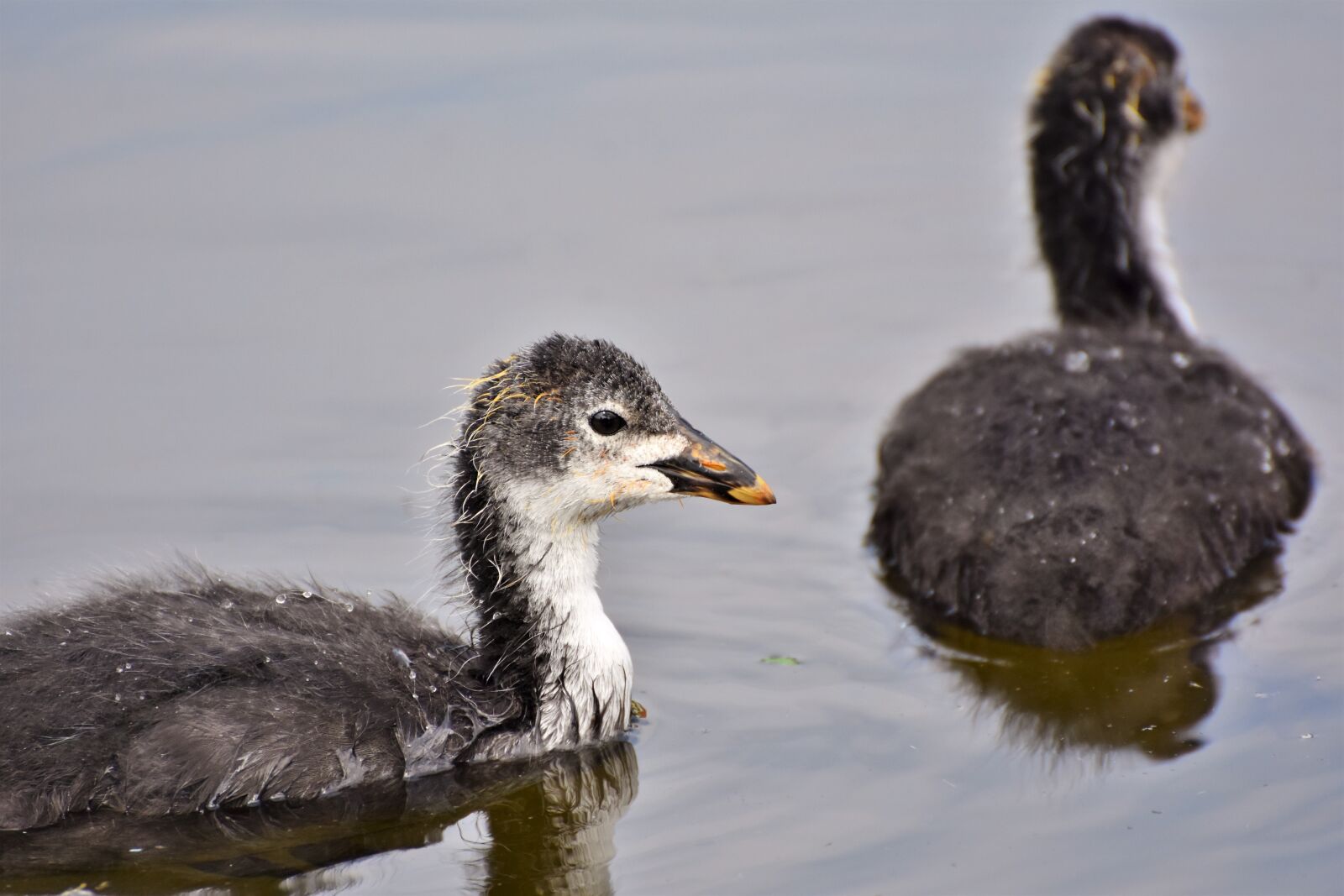 Nikon D7200 sample photo. Coot, duck, chicks photography