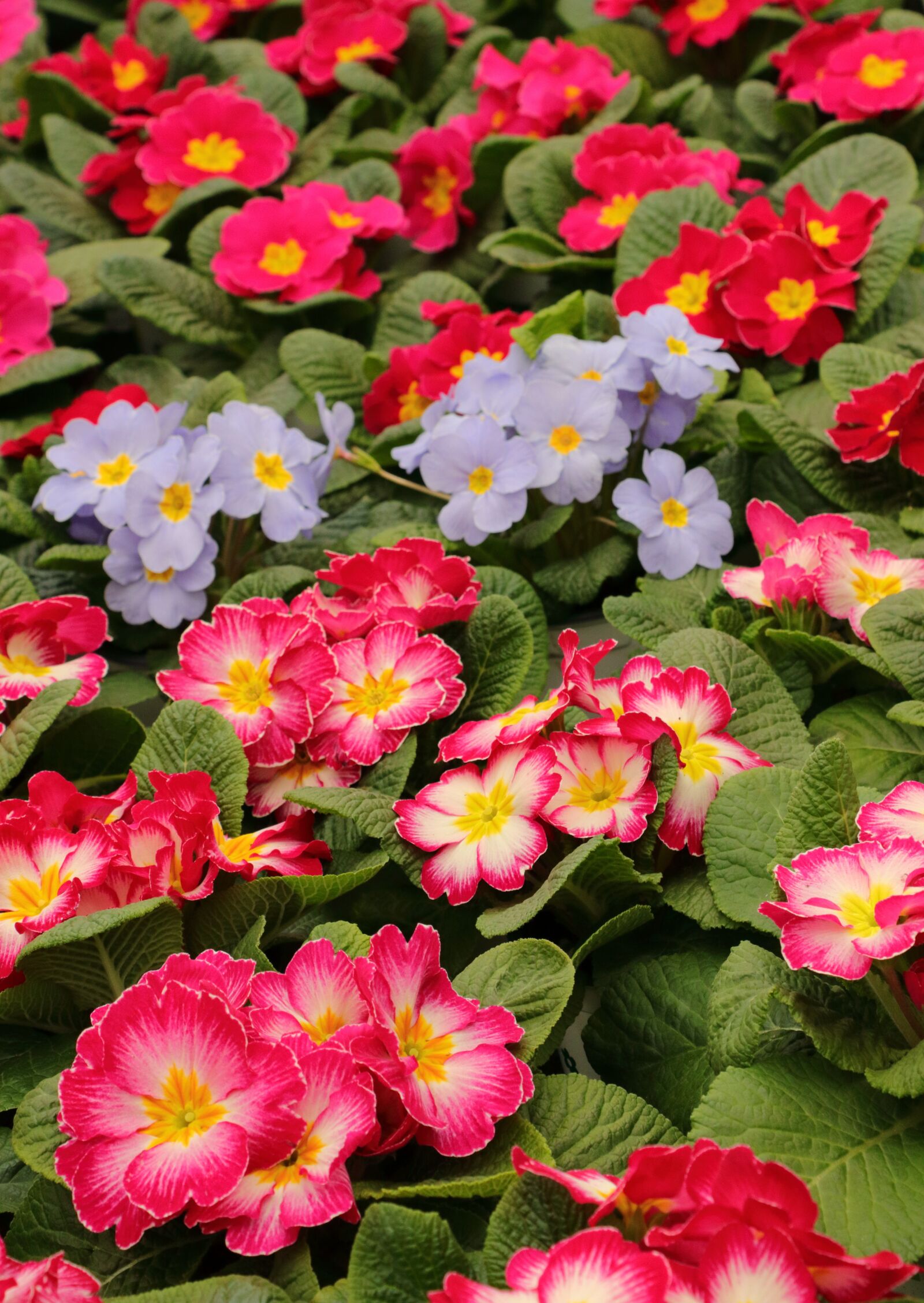 Canon EOS 80D sample photo. Primroses, flowers, spring photography