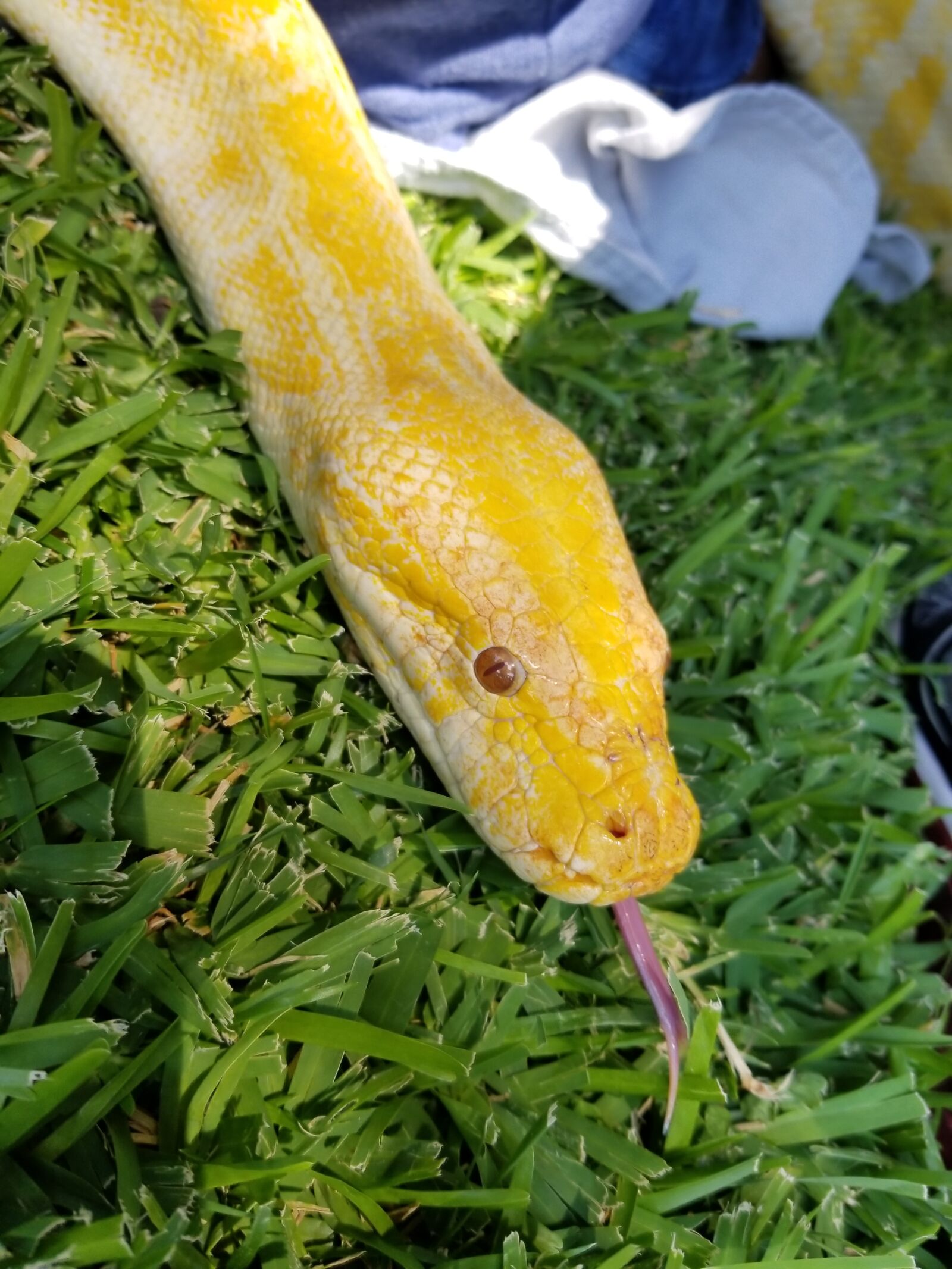 Samsung Galaxy S8 sample photo. Snake, albino, python photography