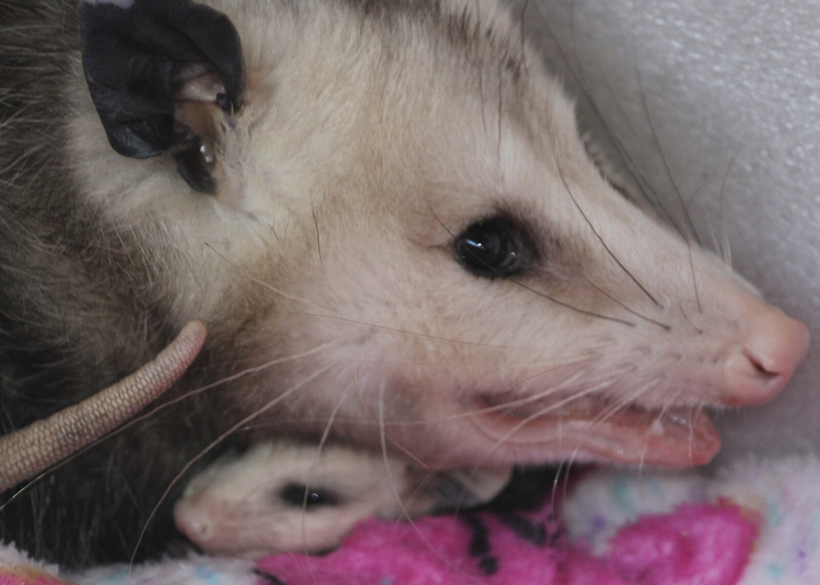 Canon EOS 2000D (EOS Rebel T7 / EOS Kiss X90 / EOS 1500D) sample photo. Opossum, possum, mother and photography