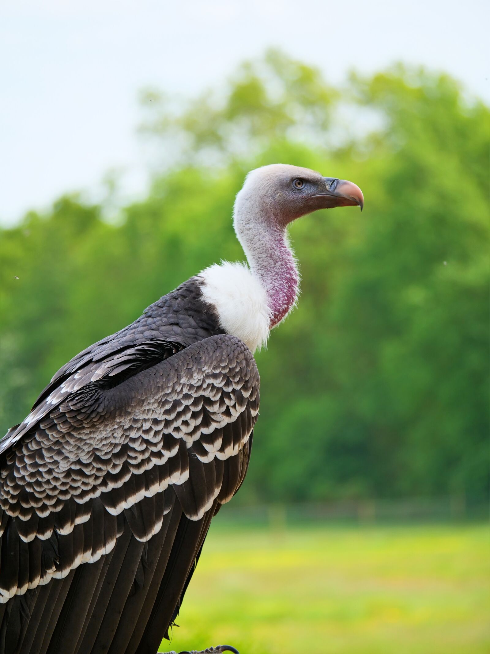 Panasonic Lumix DC-G9 sample photo. Ruppell's vulture, vulture, bird photography