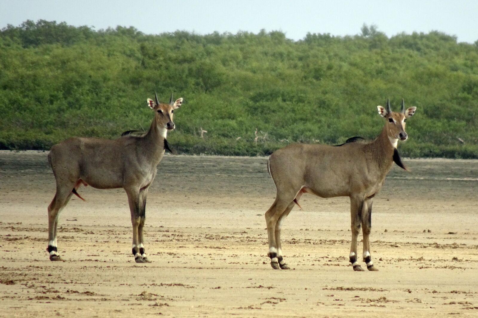 Sony Cyber-shot DSC-HX90V sample photo. Nilgai, antelope, animal photography