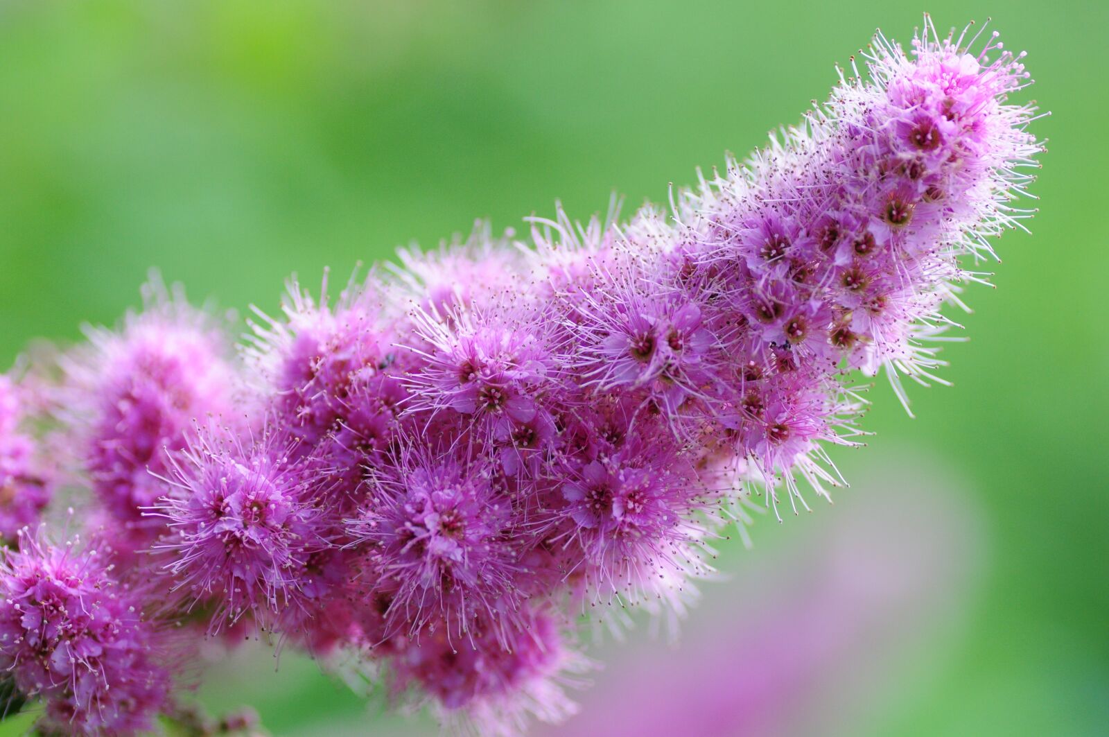 Nikon D300S sample photo. Ornamental shrub, piston spiere photography