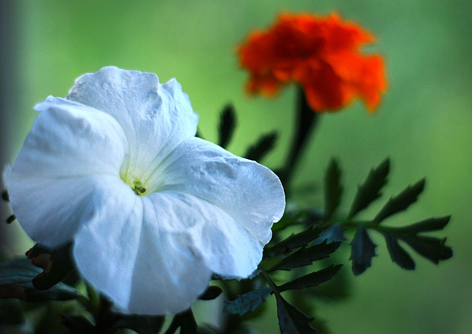 Canon EOS 1200D (EOS Rebel T5 / EOS Kiss X70 / EOS Hi) sample photo. Flowers, flower, spring photography