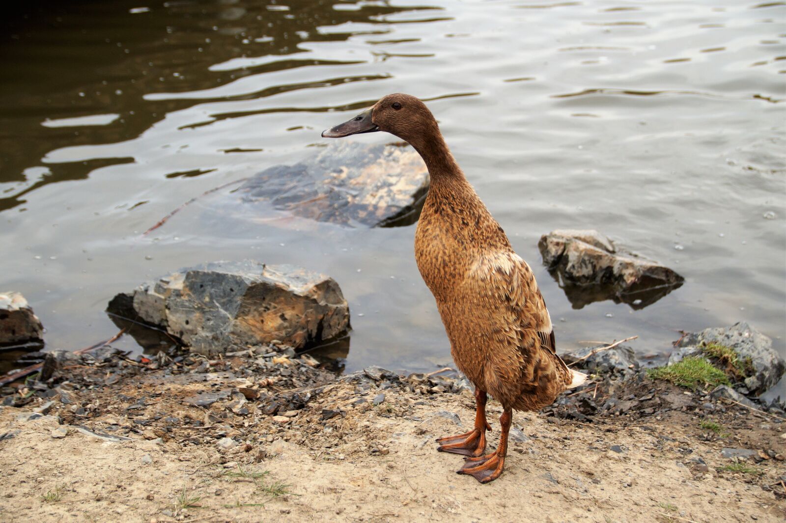 Sony SLT-A58 sample photo. Duck, indian runner, bird photography