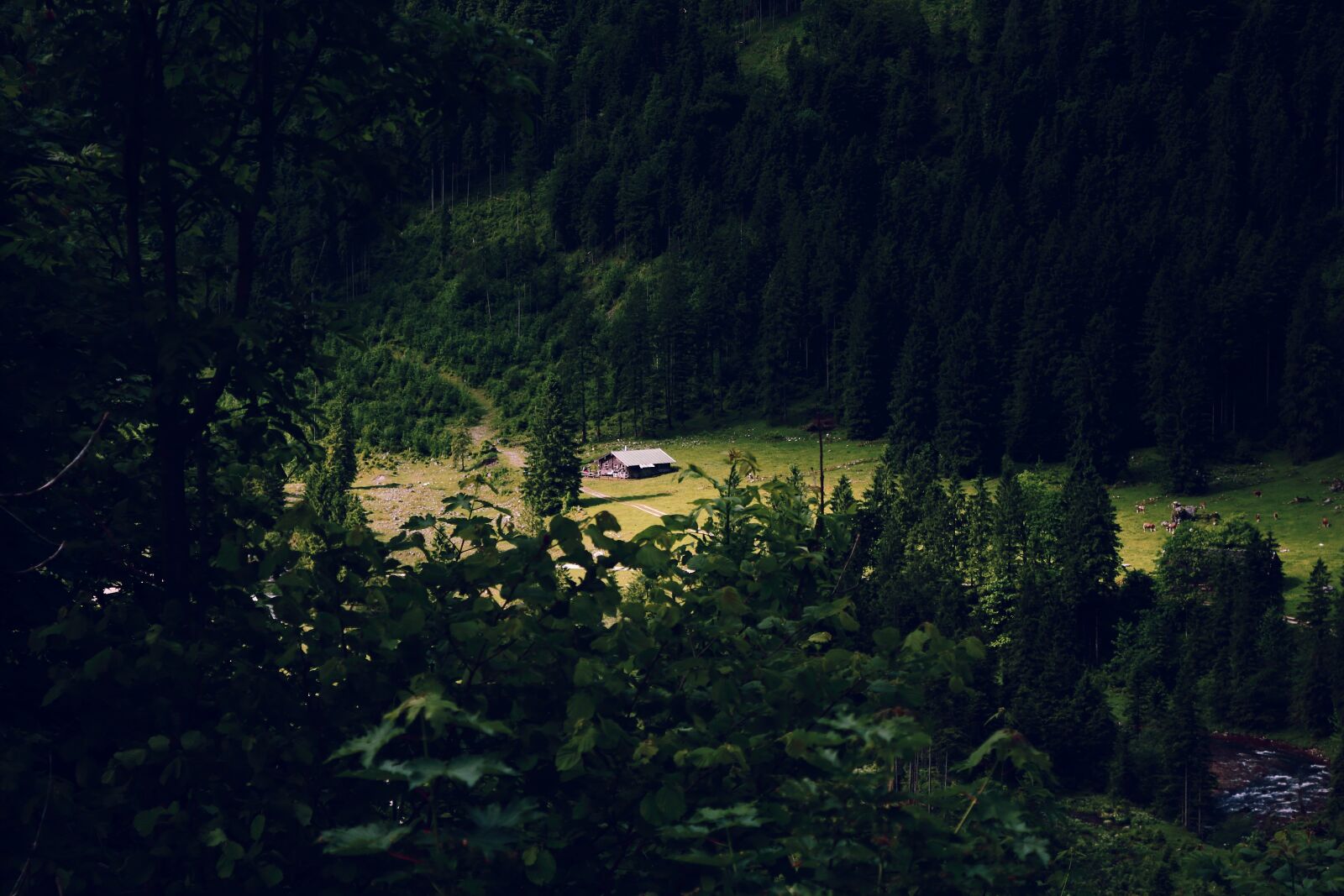 Canon EOS 1300D (EOS Rebel T6 / EOS Kiss X80) sample photo. House, forest, lonely photography