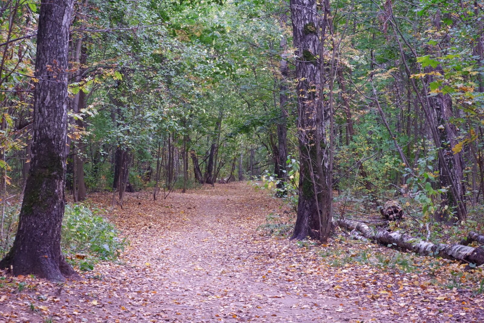 Fujifilm X-T100 sample photo. Path, foliage, forest photography