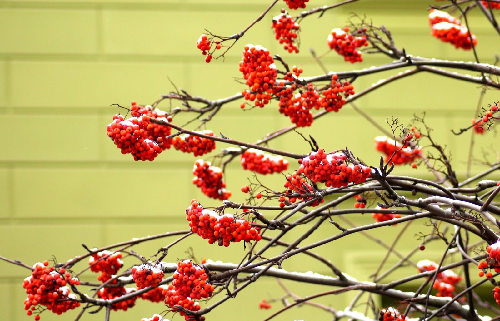 Canon EOS 1200D (EOS Rebel T5 / EOS Kiss X70 / EOS Hi) sample photo. Rowan, tree, winter photography