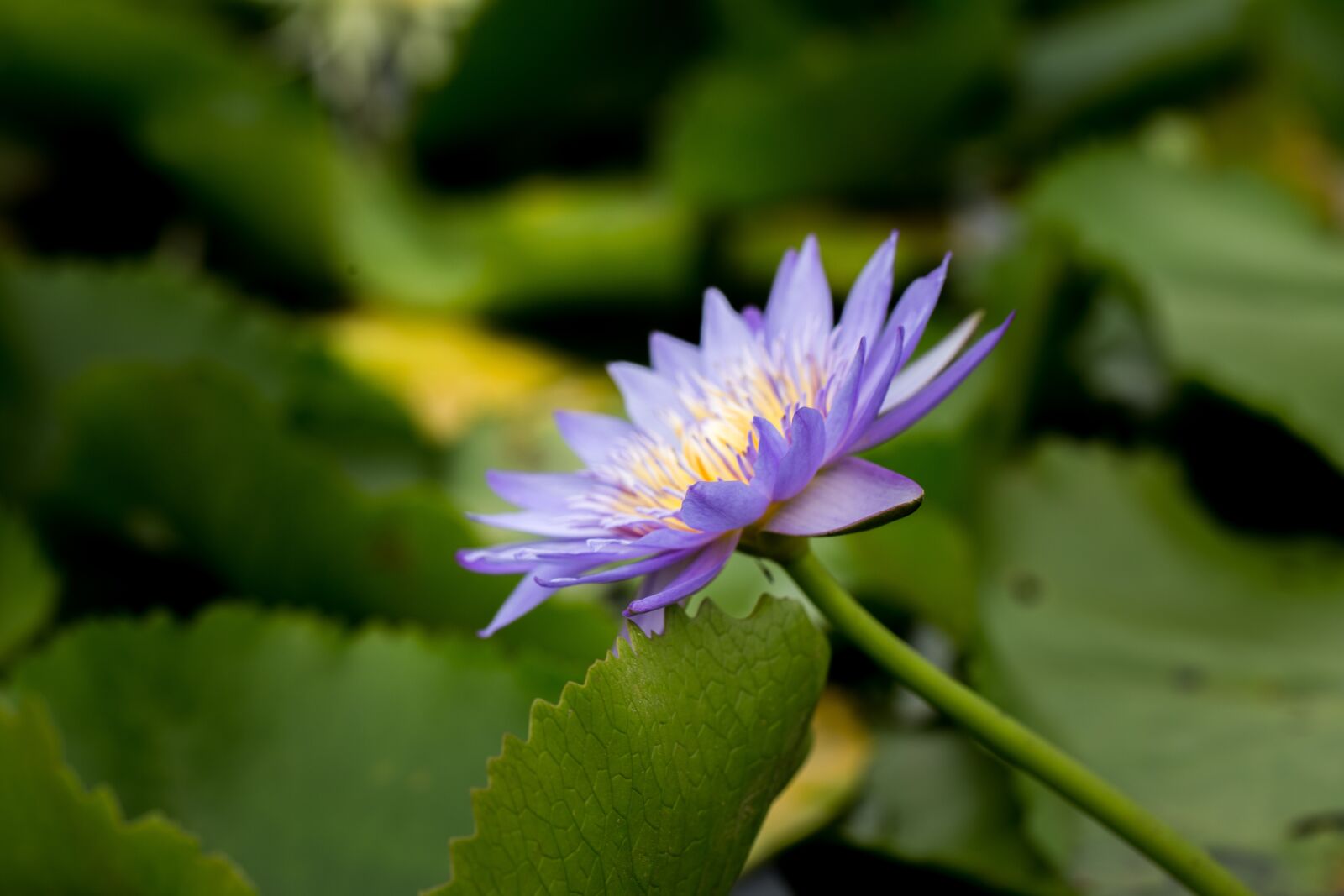 Canon EF 100mm F2.8L Macro IS USM sample photo. Water lily, nuphar lutea photography