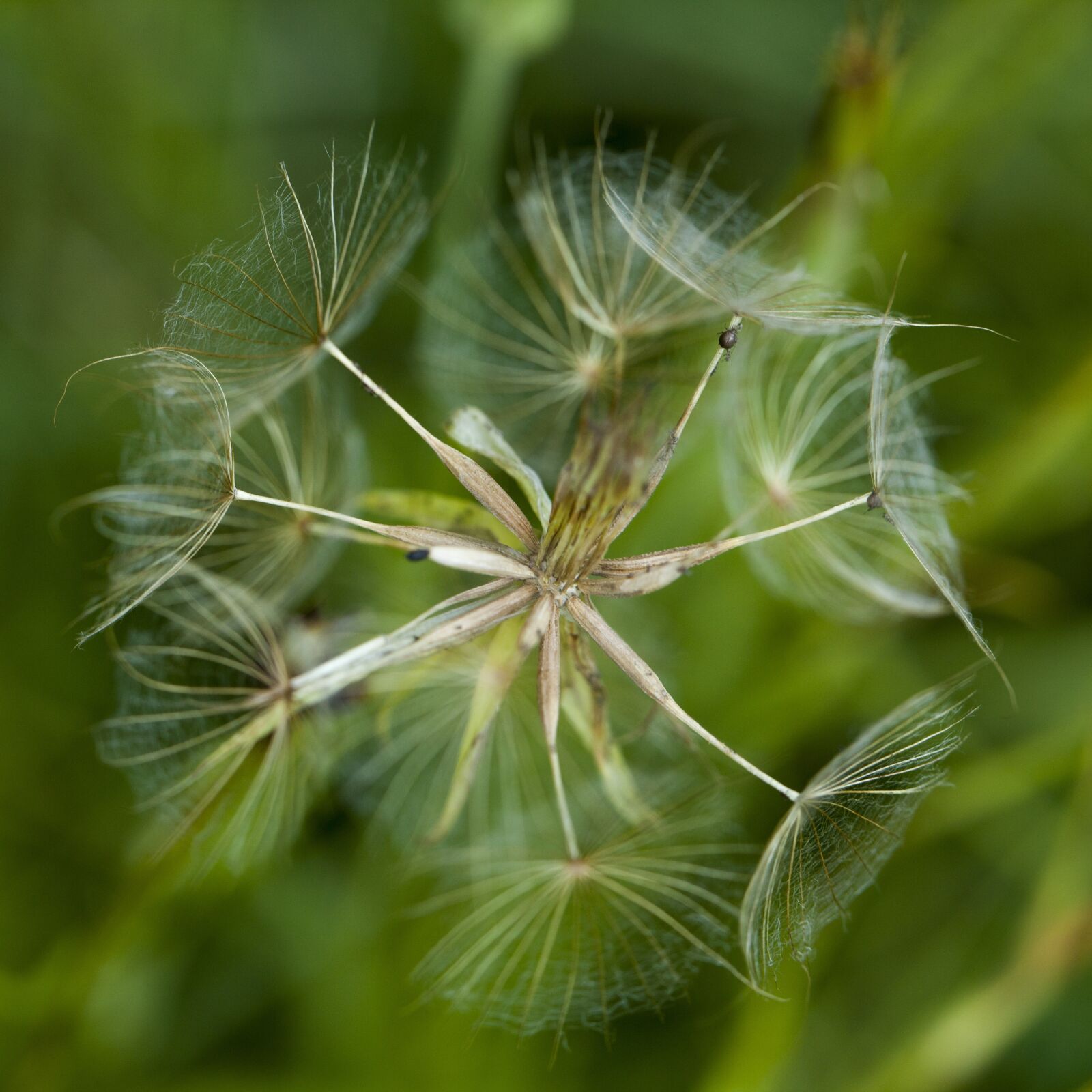 Canon EOS 5D Mark II sample photo. Dry flower, detail of photography