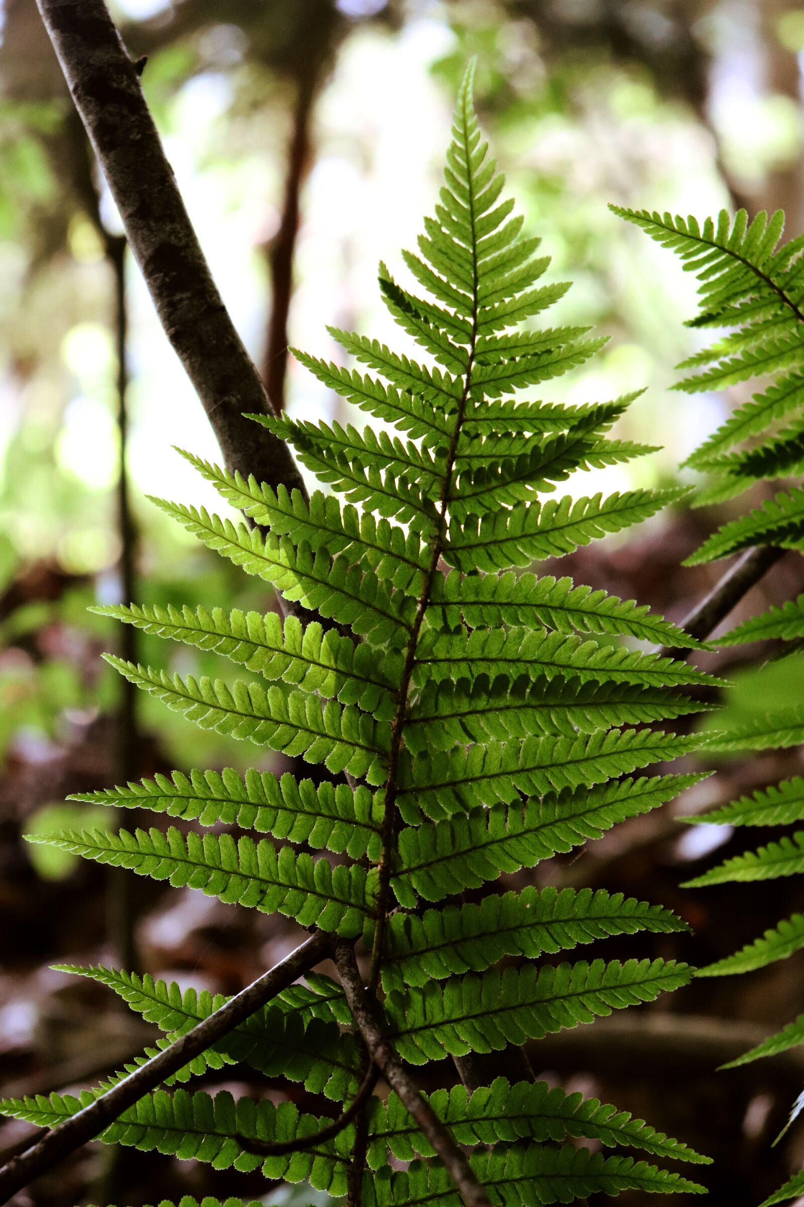Canon EOS 800D (EOS Rebel T7i / EOS Kiss X9i) sample photo. Fern, forest, nature photography