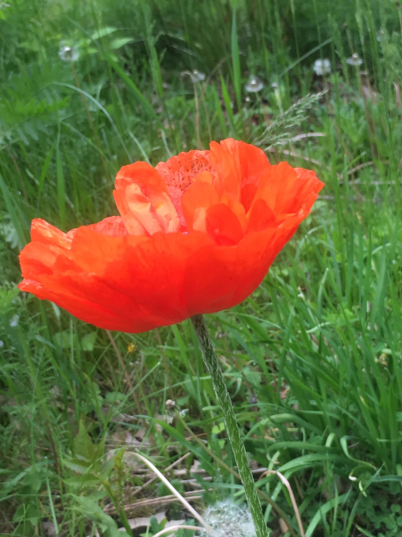 Apple iPhone 6s Plus sample photo. Poppies, red, nature photography