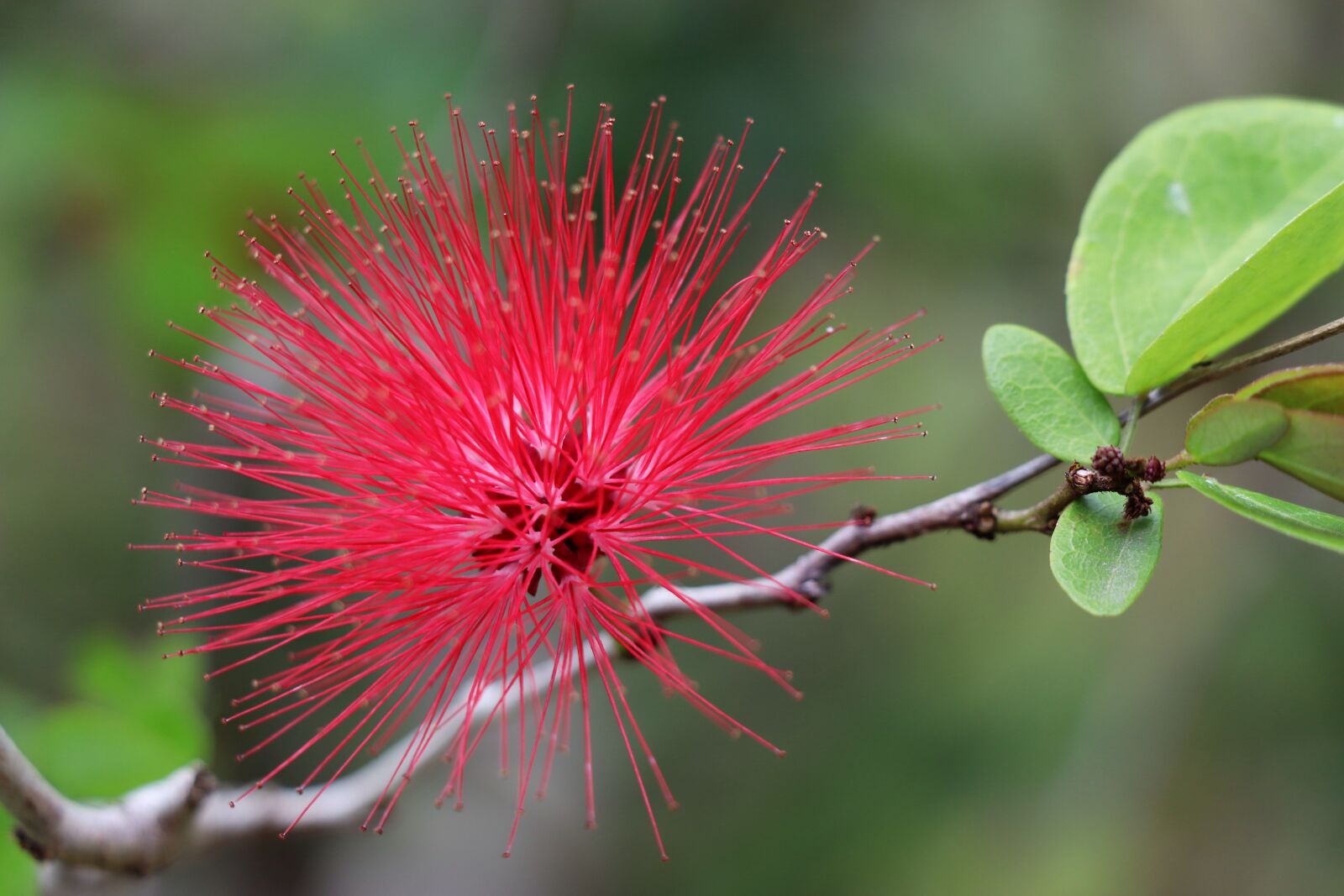 Canon EOS 77D (EOS 9000D / EOS 770D) sample photo. Flower, red, exotic photography
