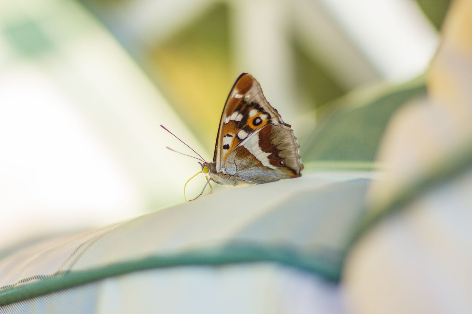 Canon EOS 60D + Canon EF 50mm F1.8 II sample photo. Butterfly, detector, wings photography