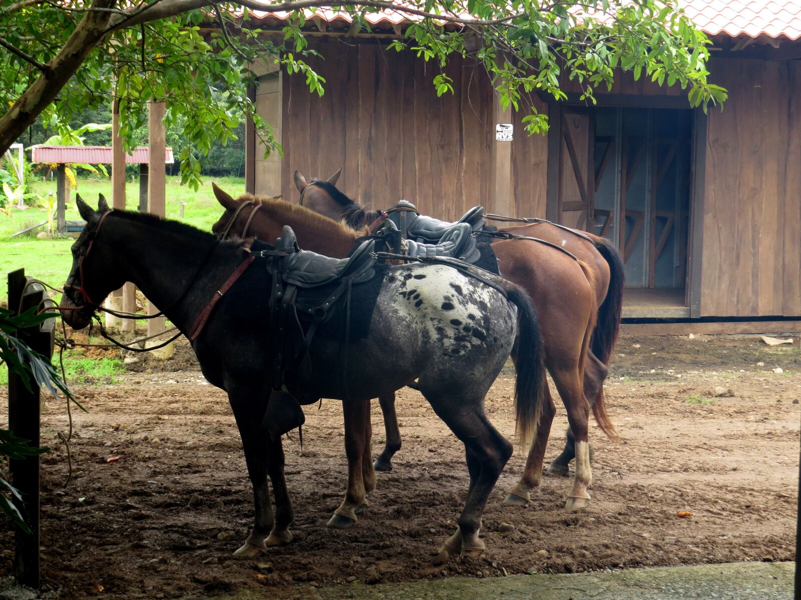 Canon PowerShot SX50 HS sample photo. Horses, horseback riding, saddle photography