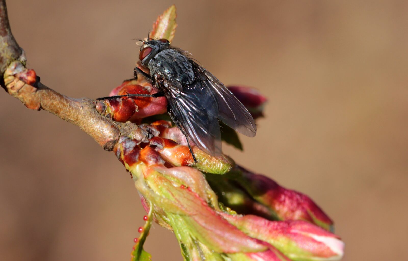 Canon EOS 650D (EOS Rebel T4i / EOS Kiss X6i) sample photo. Fly, insect, whopper photography