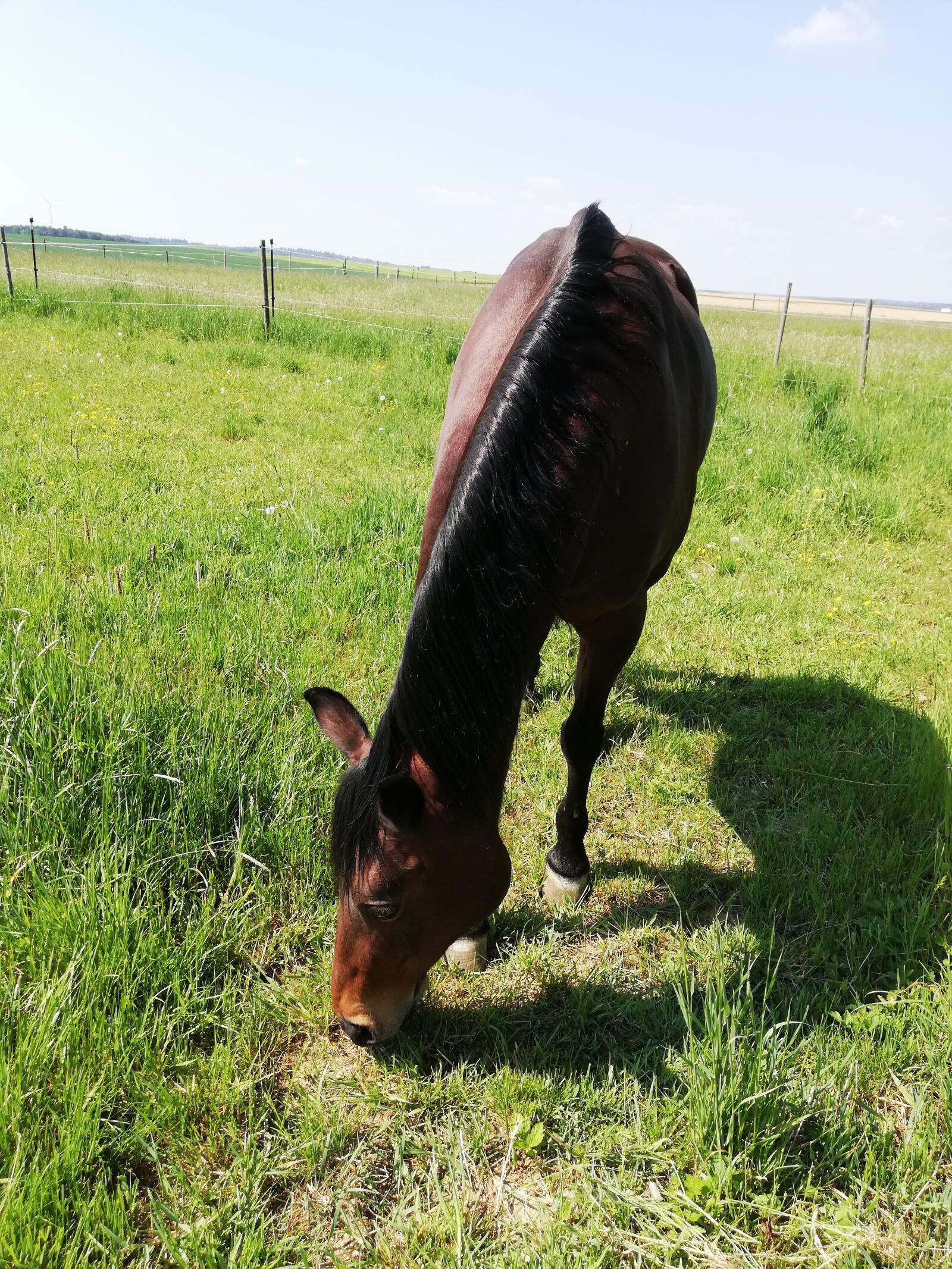 HUAWEI P20 lite sample photo. Coupling, pasture, horse photography