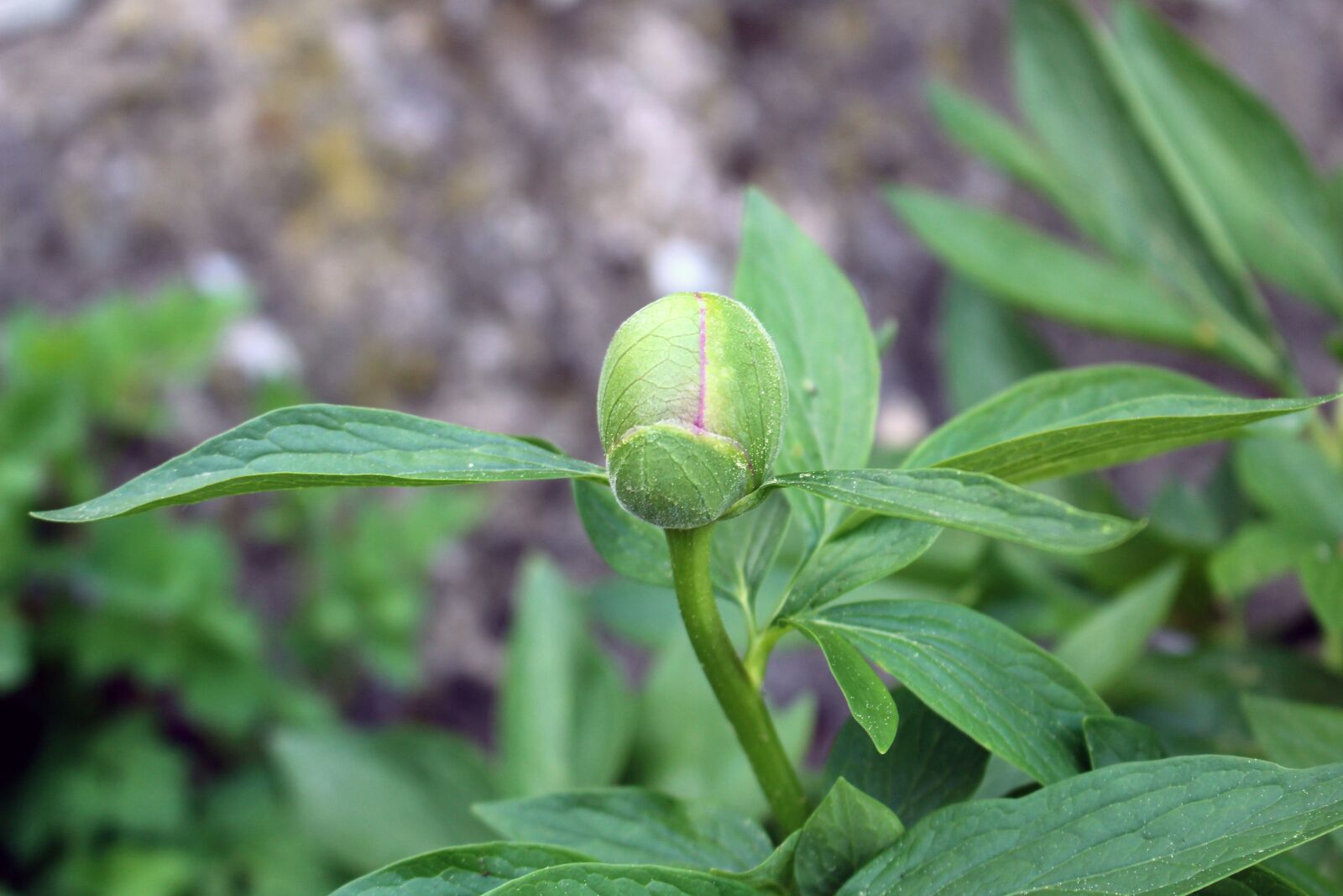 Canon EOS 700D (EOS Rebel T5i / EOS Kiss X7i) sample photo. Leaf, nature, plant photography