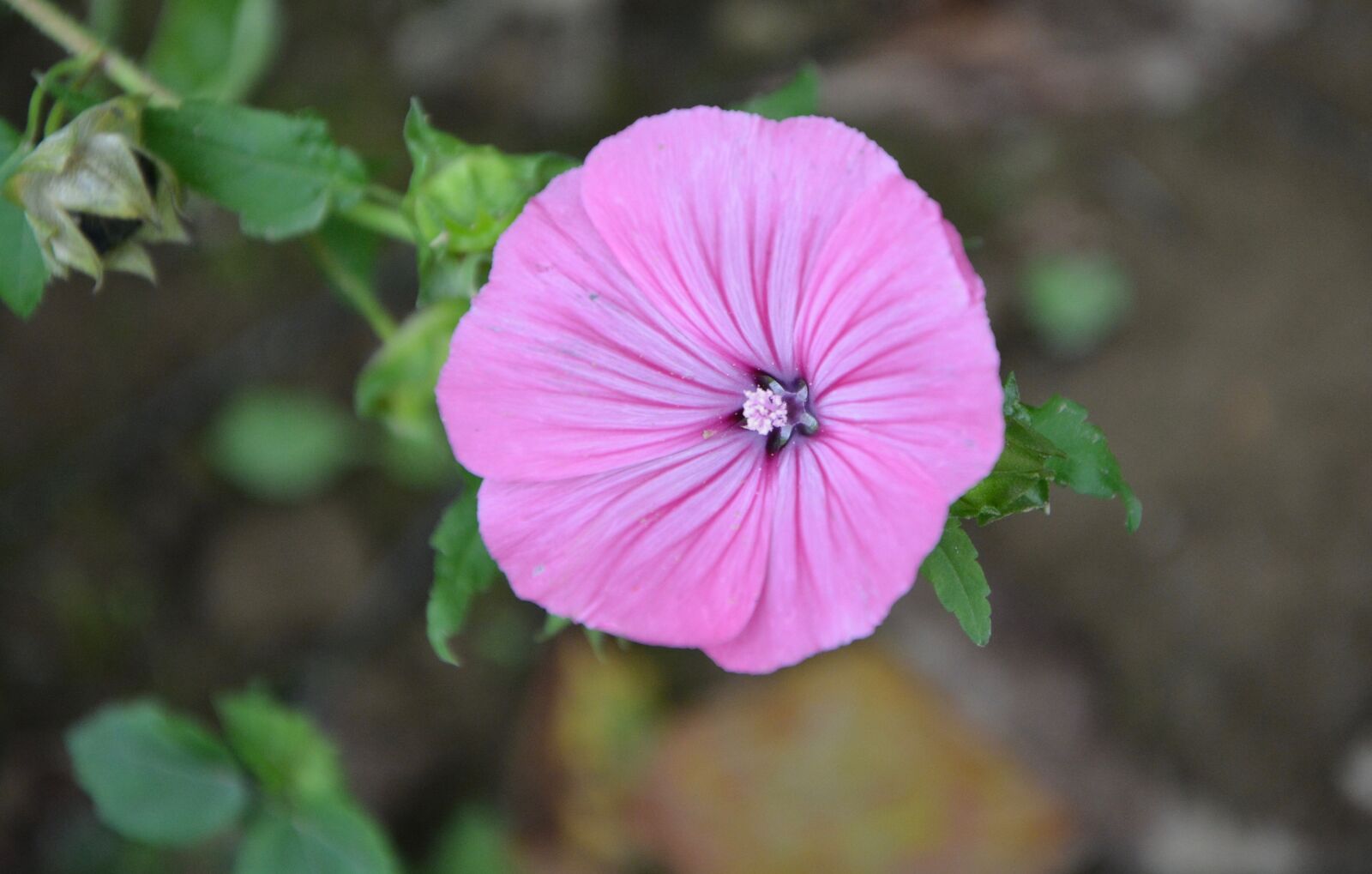 Nikon D5200 sample photo. Flower, purple flower, purple photography