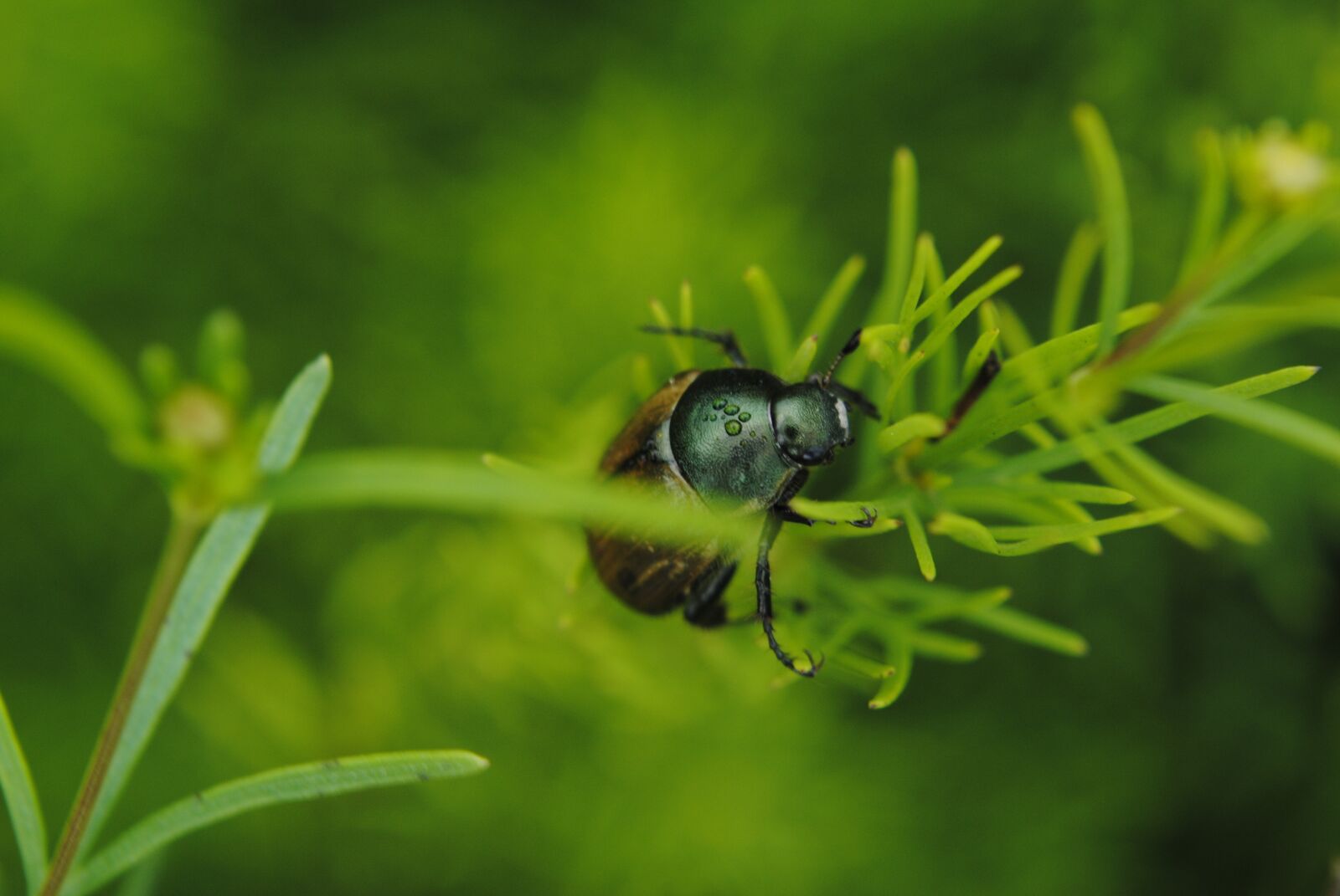 Nikon D3000 sample photo. Beetle, water, grass photography
