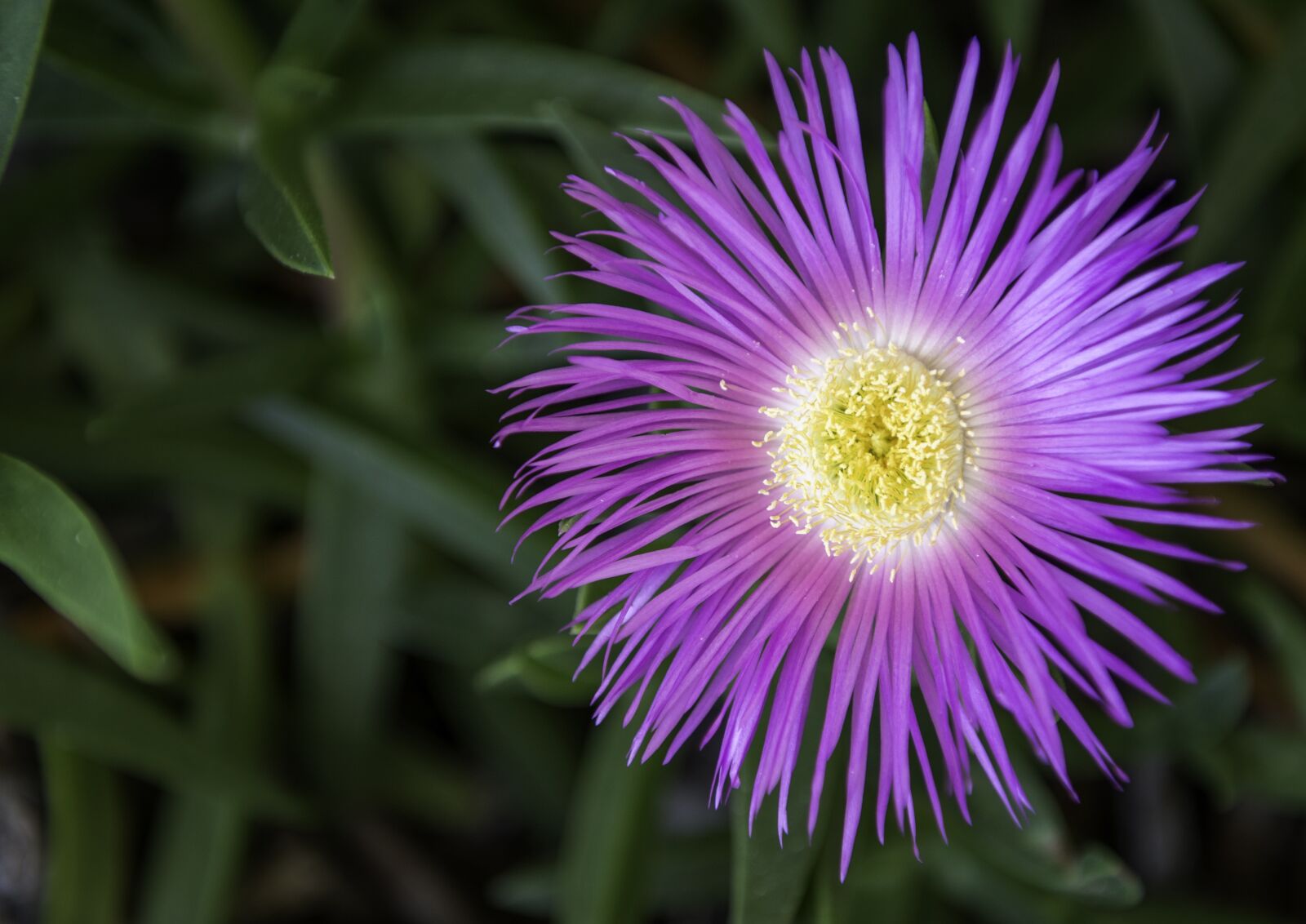 Nikon D610 sample photo. Wild, flower, nature photography