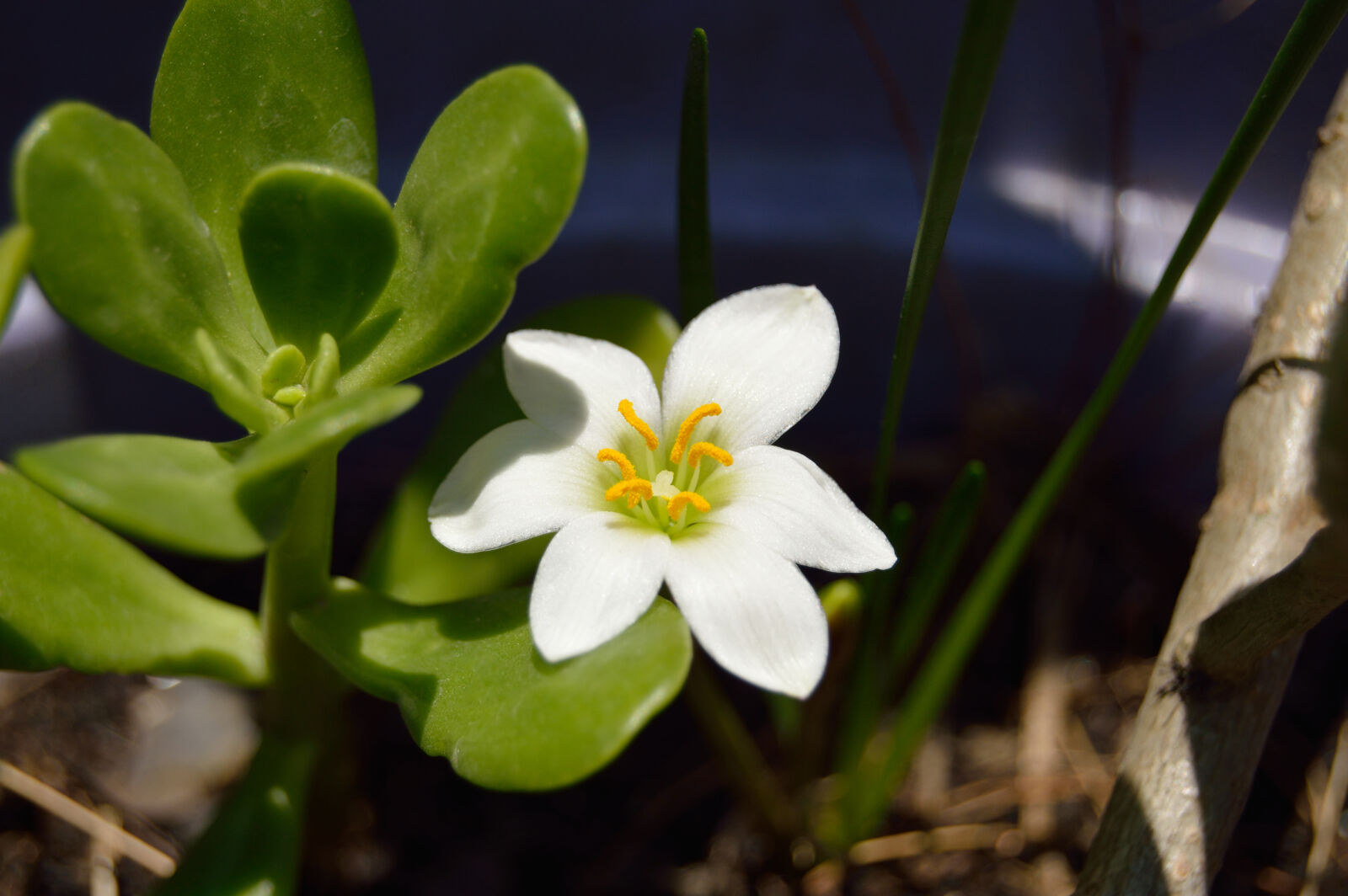 Nikon D3200 sample photo. Background, beautiful, bloom, blossom photography