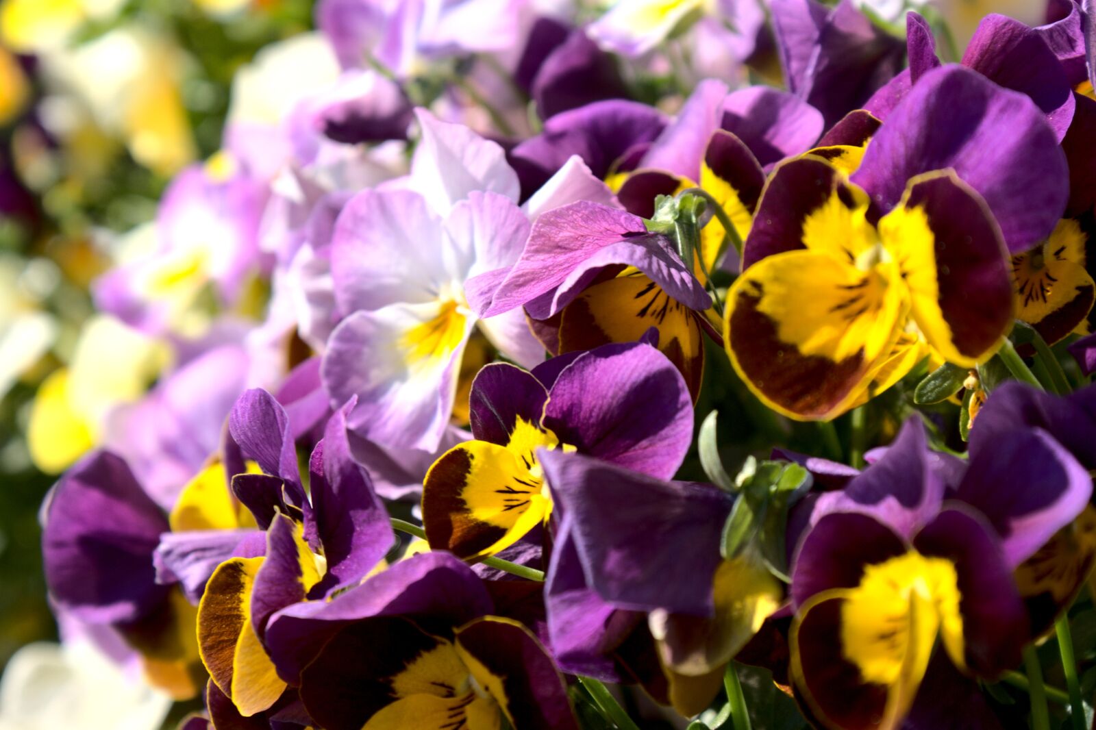 Sony Alpha DSLR-A350 sample photo. Spring, flowers, yellow photography