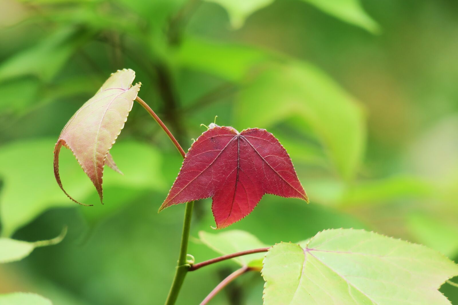 Canon PowerShot G3 X sample photo. Leaf, nature, plant photography