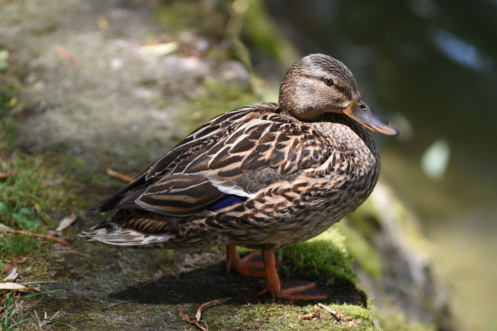 Nikon D5500 sample photo. Duck, teal, mallard duck photography