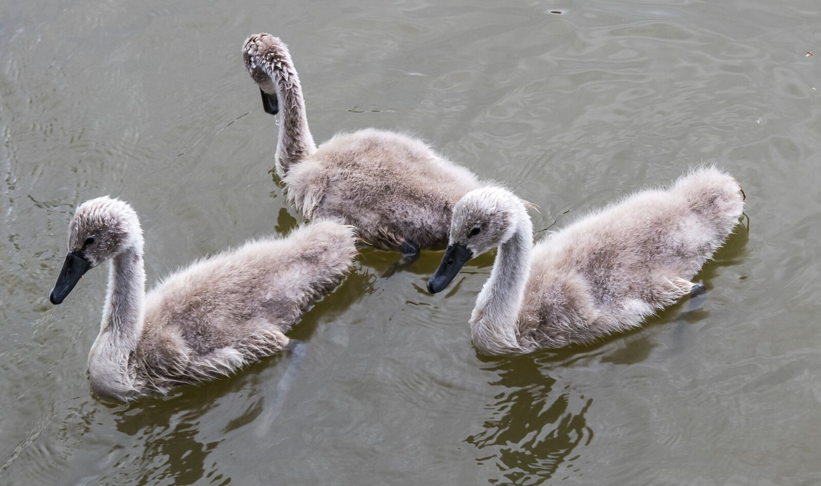 Canon EOS 80D sample photo. Swan, swans, young animals photography