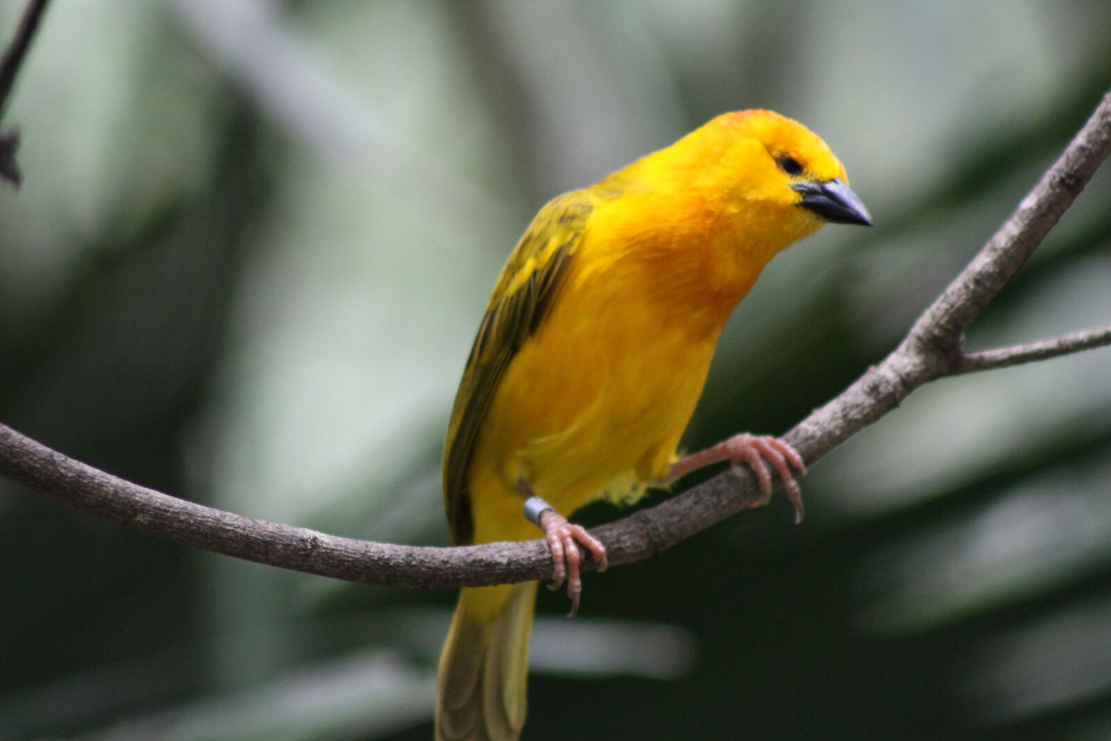 Canon EOS 7D sample photo. Yellow, bird, feather photography