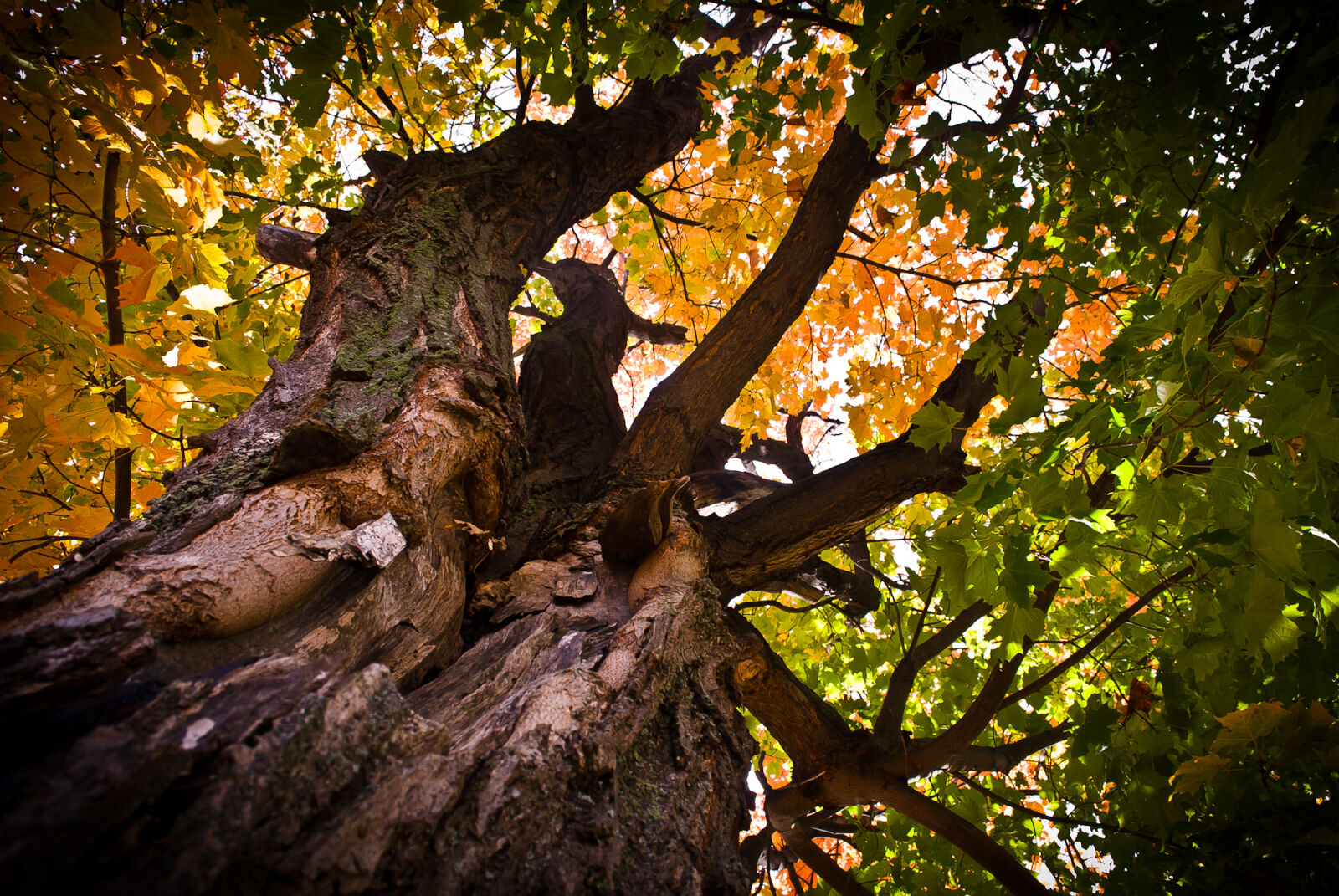 Nikon D200 sample photo. Tree photography