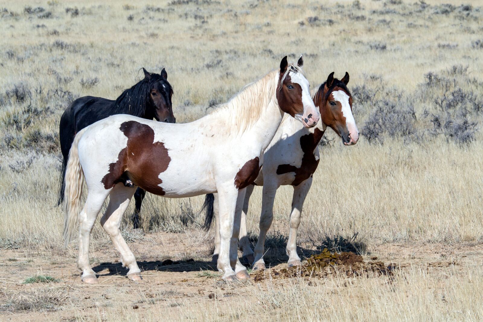 Canon EOS 7D sample photo. Wild horses, wild mustangs photography