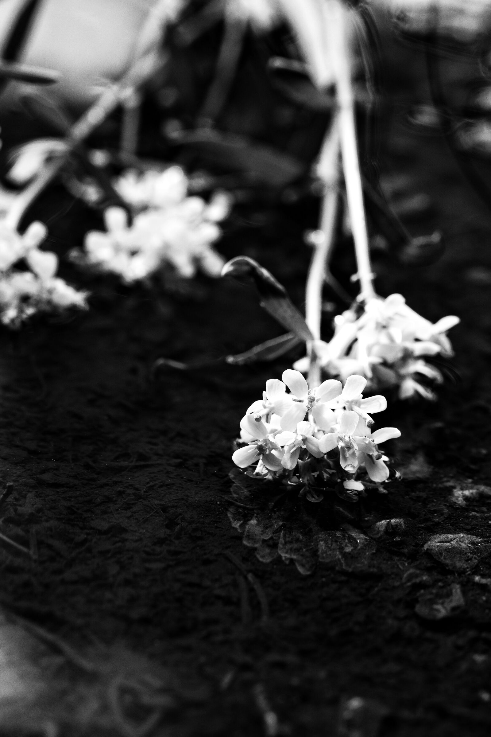 Canon EOS 7D Mark II sample photo. Flowers, spring flowers, puddle photography