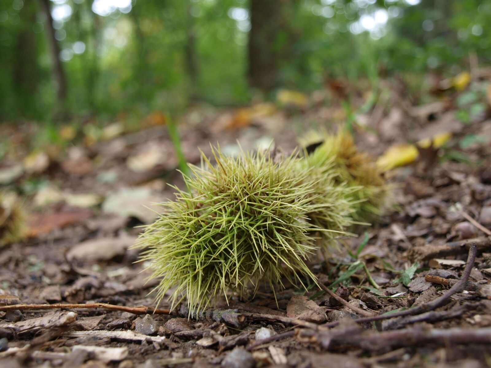 Olympus E-420 (EVOLT E-420) sample photo. Chestnut, forest, autumn photography